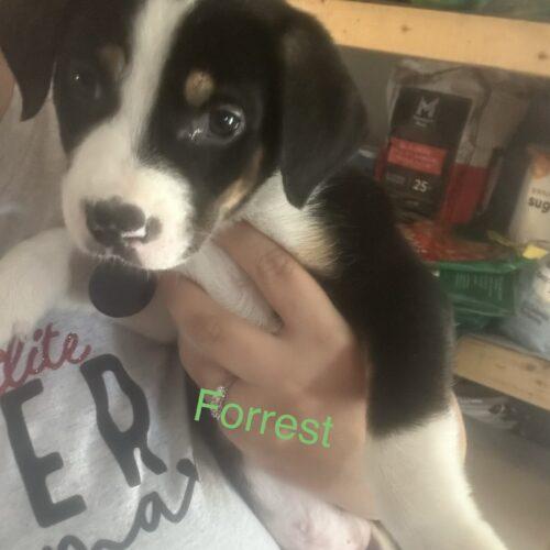 Forrest, Adoptable, Puppy Male Beagle & Labrador Retriever.
