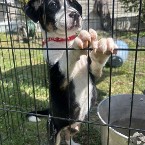 Forrest, a Adoptable mixed breed in Christiansburg, VA image 2/3