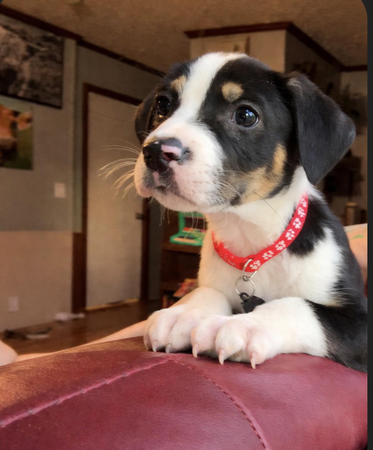 Forrest, a Adoptable mixed breed in Christiansburg, VA image 3/3