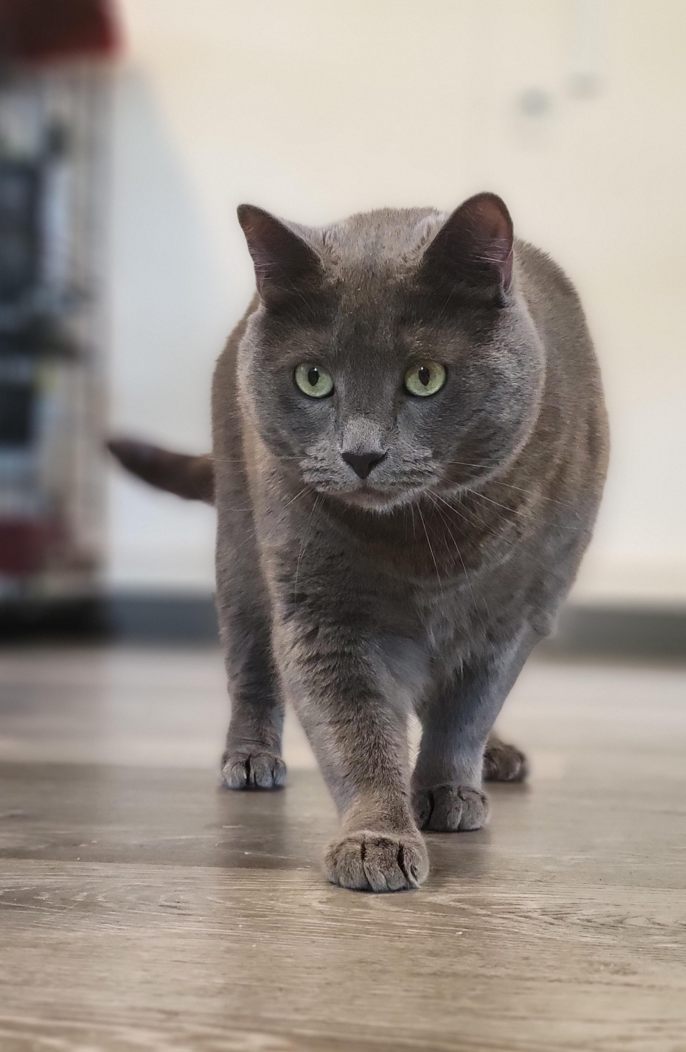 Sterling Heights, a Adoptable mixed breed in Swartz Creek, MI image 3/6