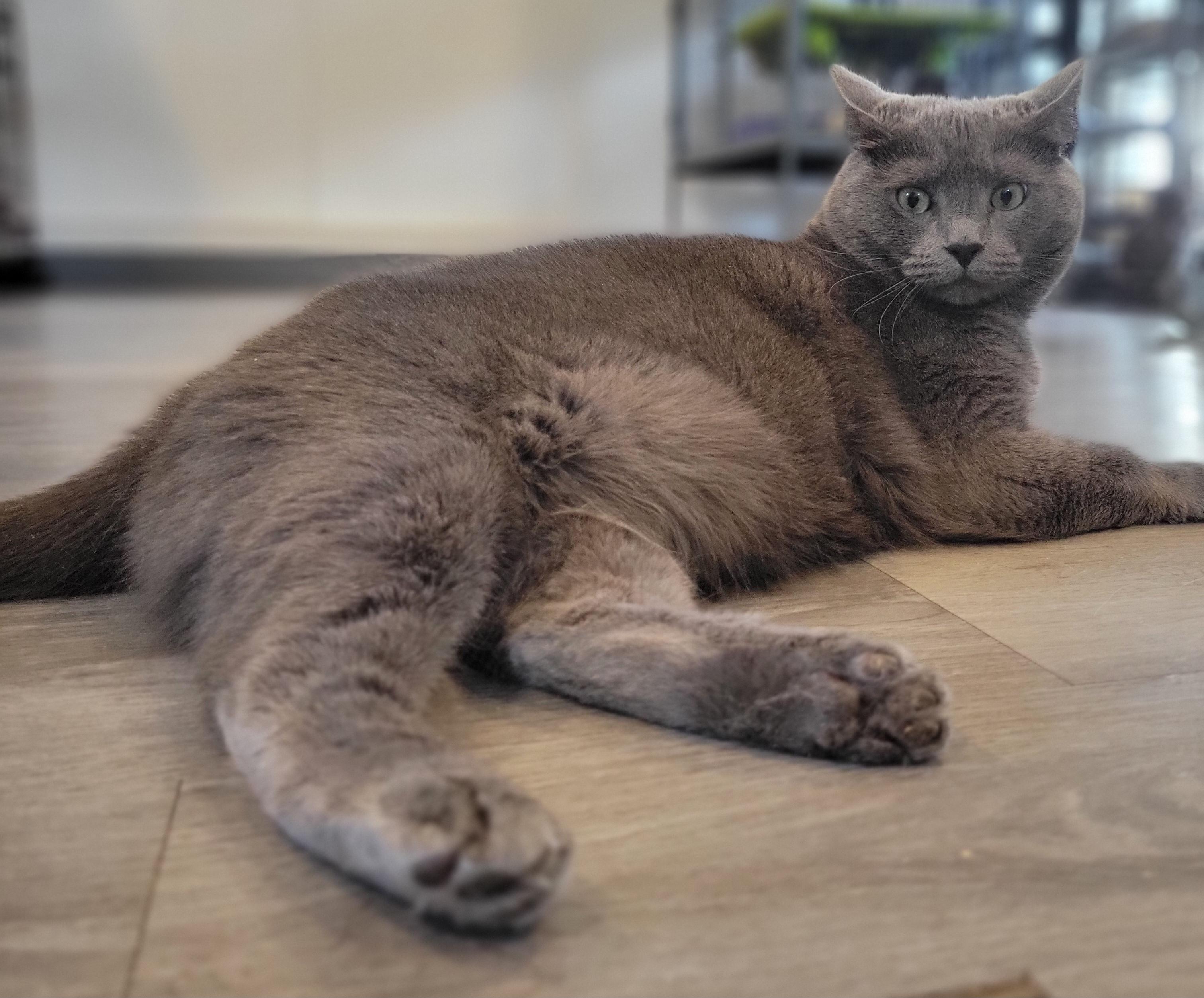 Sterling Heights, a Adoptable mixed breed in Swartz Creek, MI image 6/6