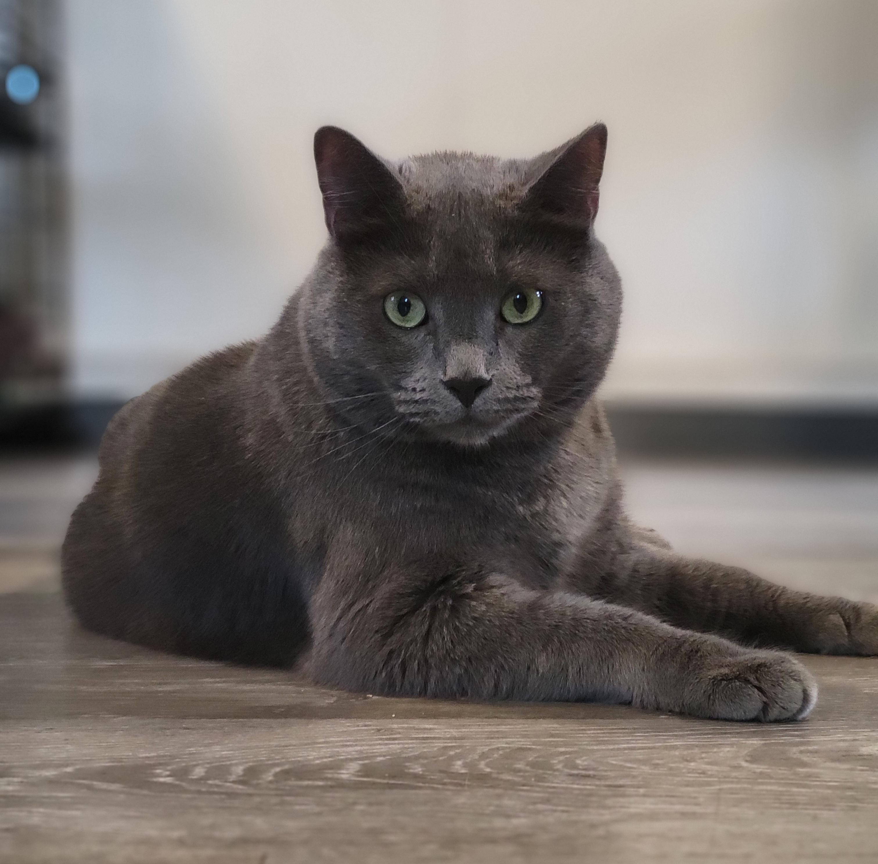 Sterling Heights, a Adoptable mixed breed in Swartz Creek, MI image 2/6