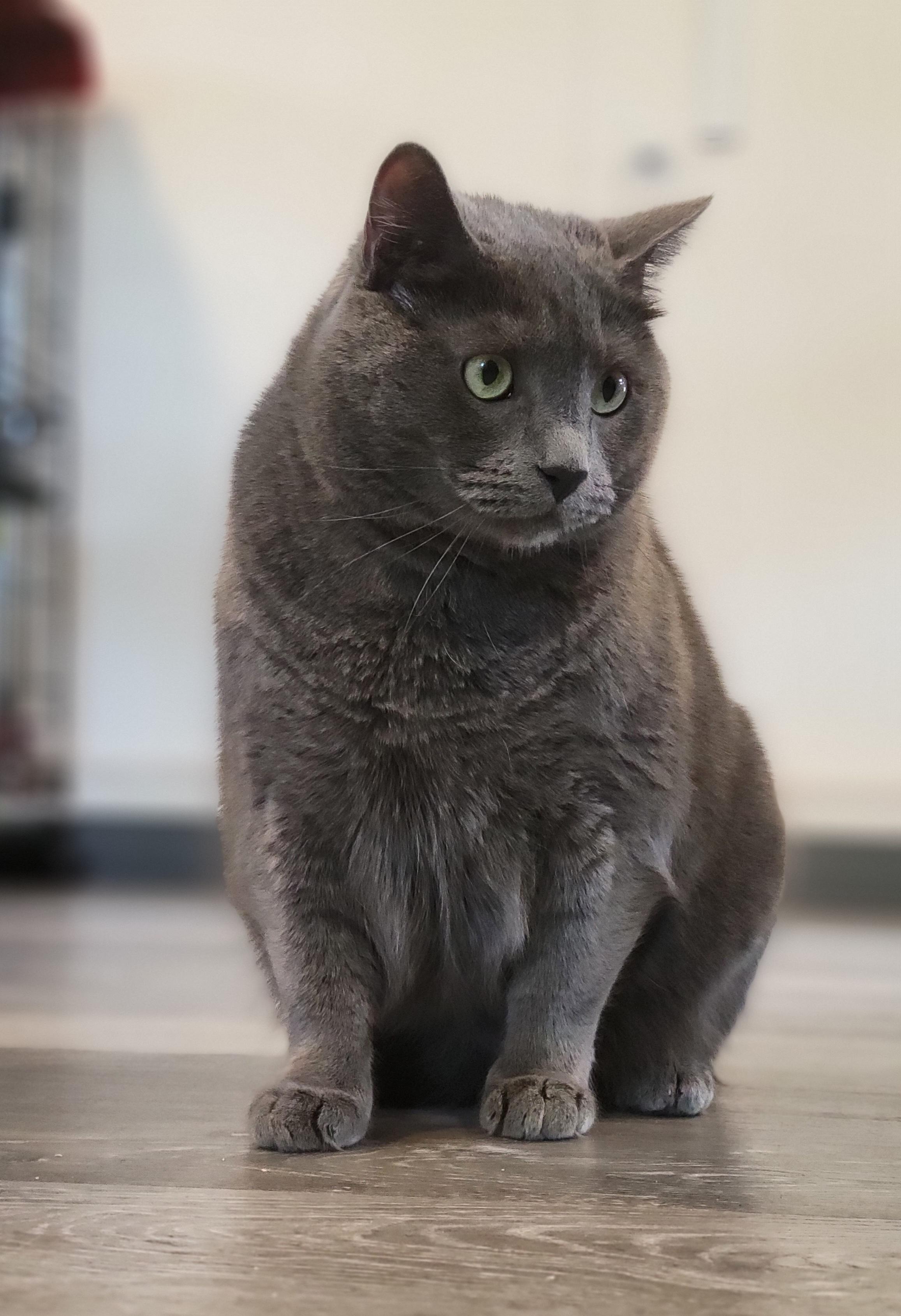 Sterling Heights, a Adoptable mixed breed in Swartz Creek, MI image 4/6