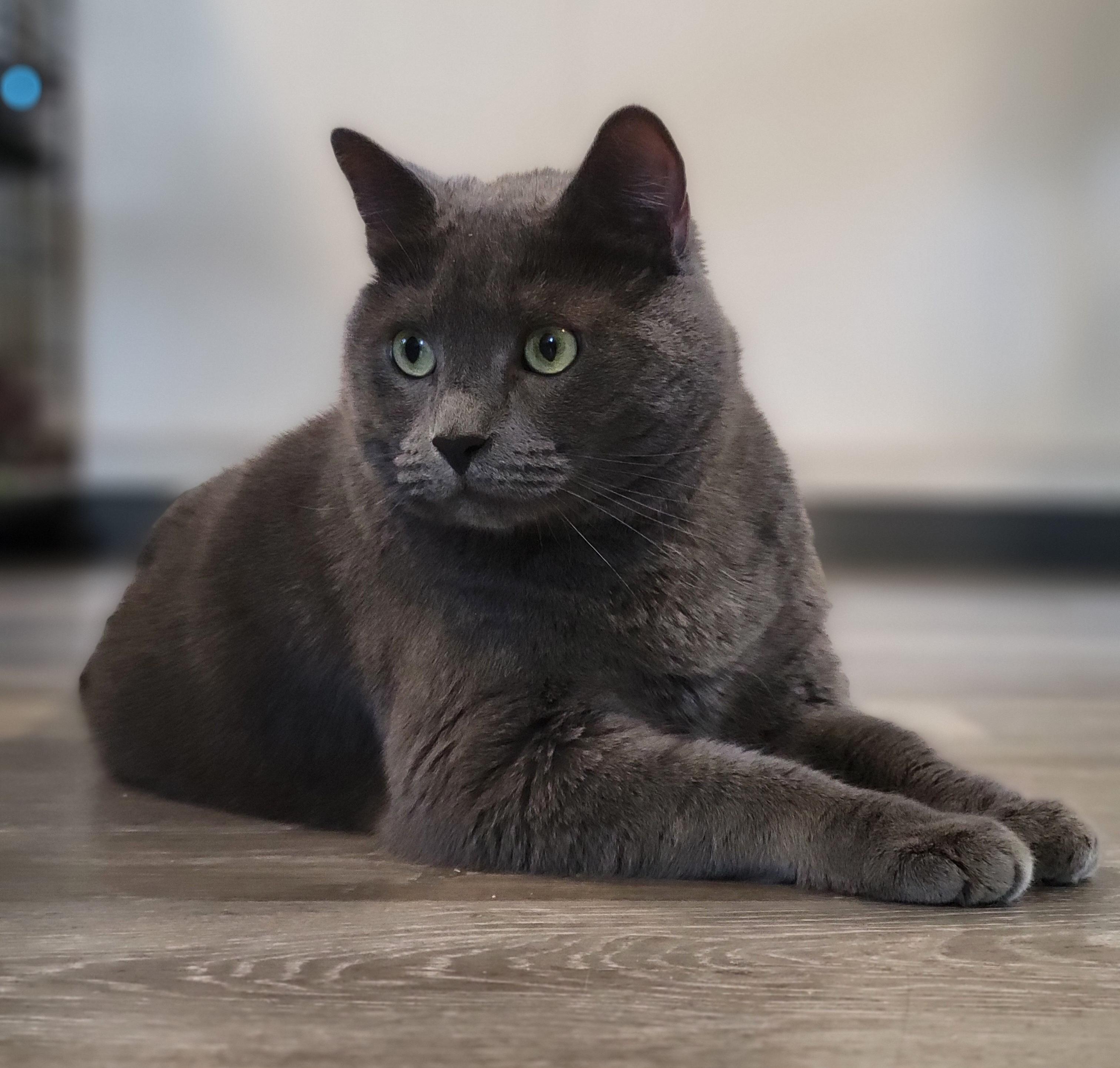 Sterling Heights, a Adoptable mixed breed in Swartz Creek, MI image 5/6