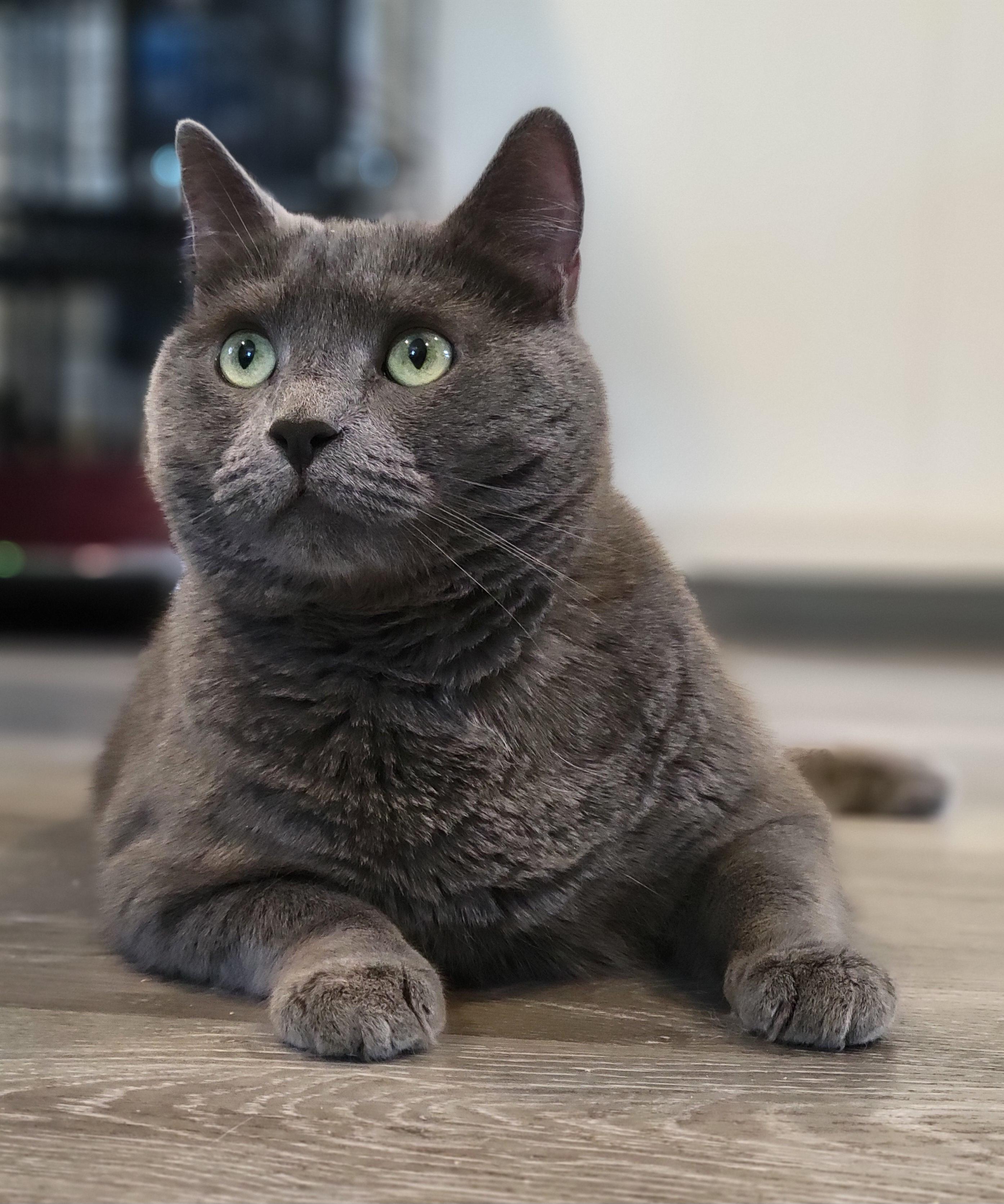 Sterling Heights, a Adoptable mixed breed in Swartz Creek, MI image 1/6