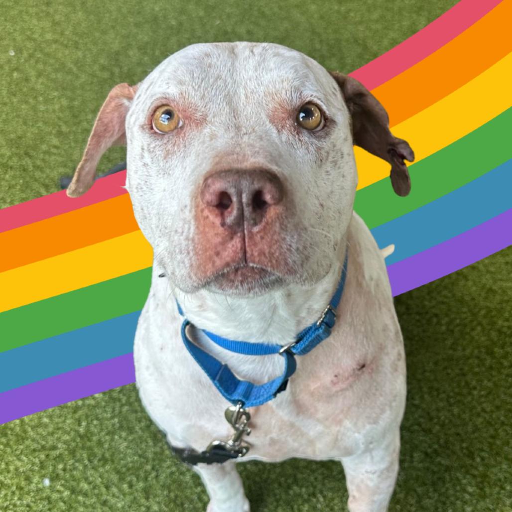 Enlarge Lana, a Adoptable Mixed Breed in West Palm Beach, FL image 4/6