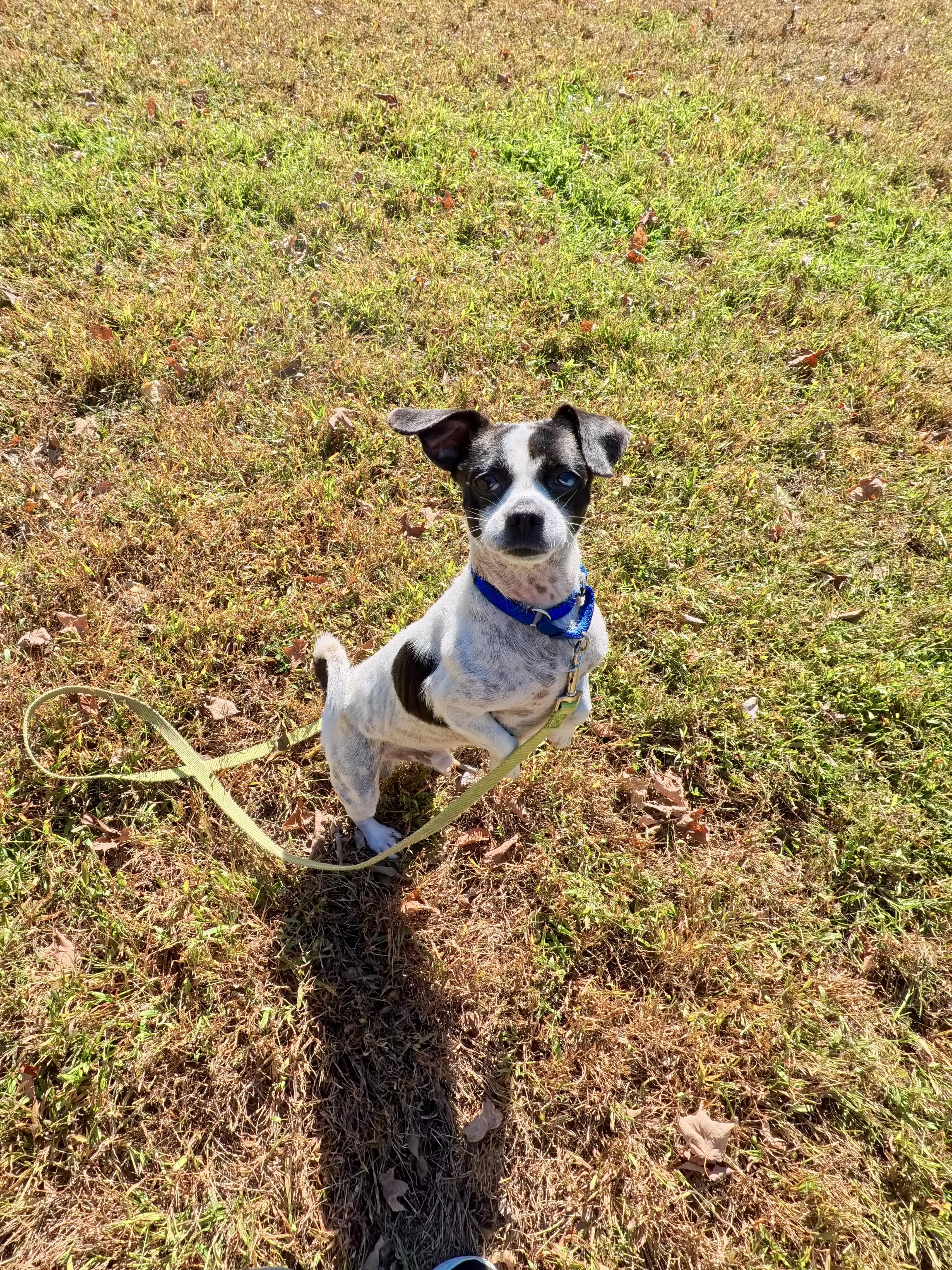 Enlarge Wilson, a Adoptable mixed breed in Terryville, CT image 2/6