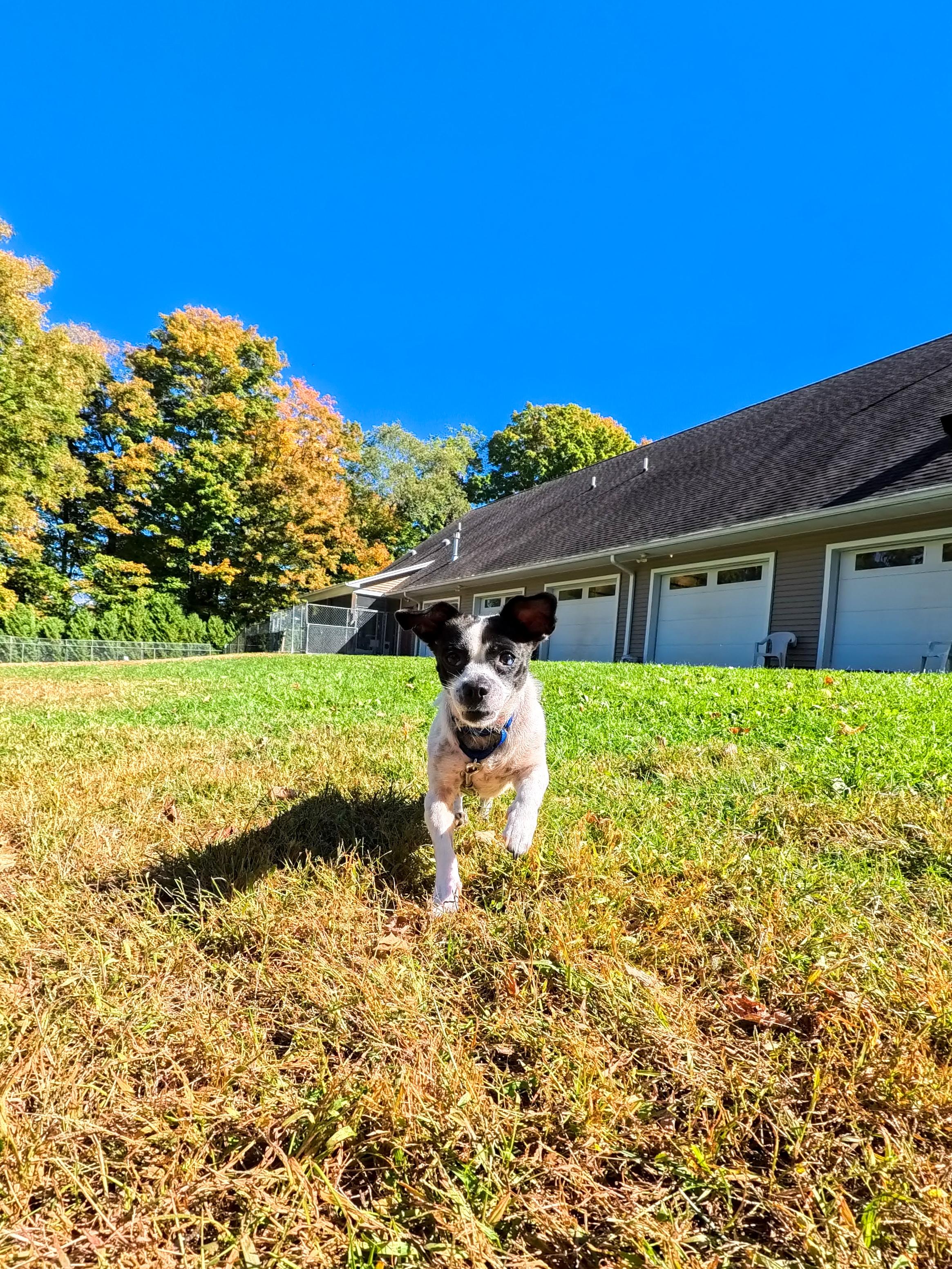 Enlarge Wilson, a Adoptable mixed breed in Terryville, CT image 5/6