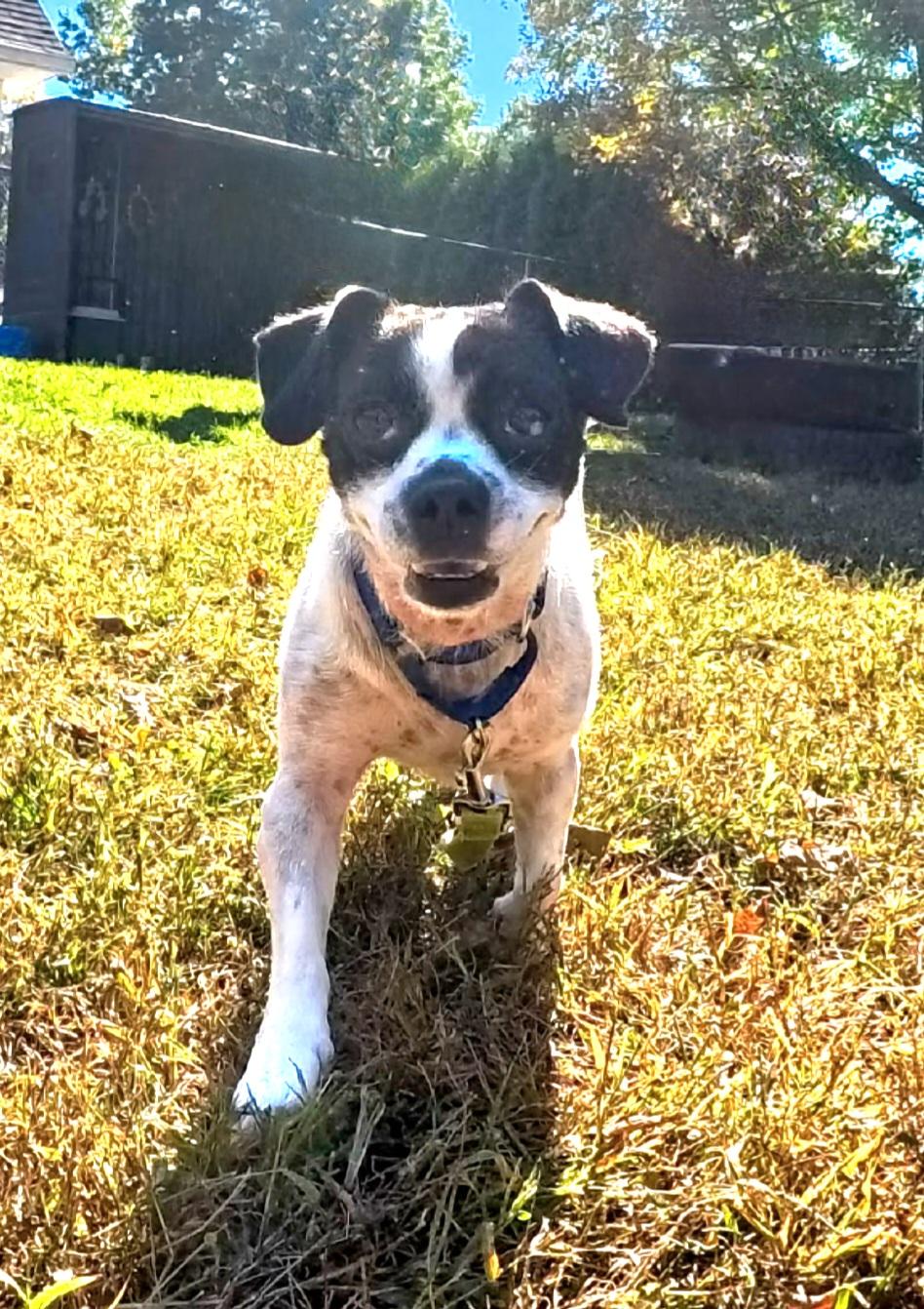 Wilson, Adoptable, Adult Male Jack Russell Terrier & Chihuahua.
