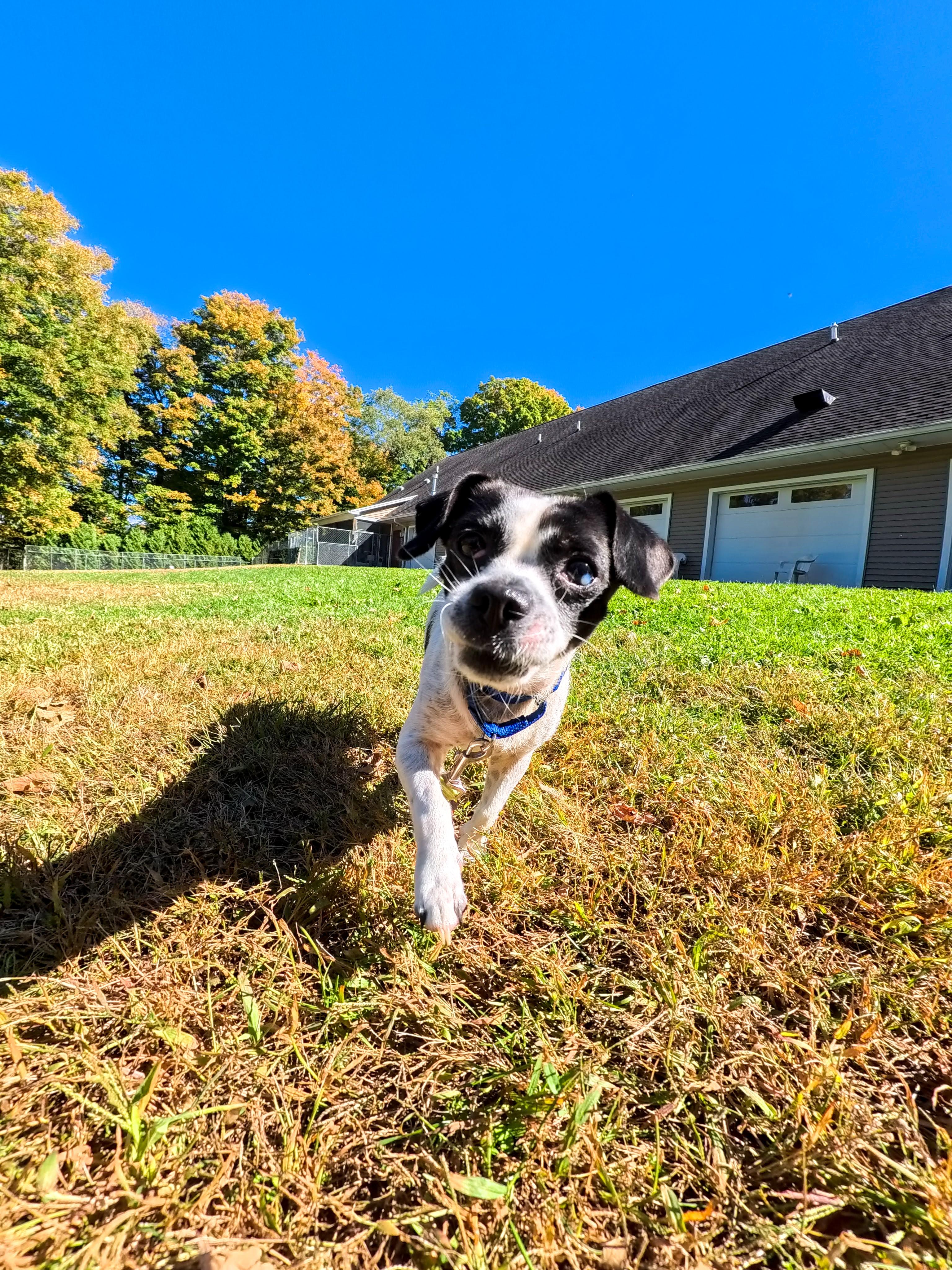 Enlarge Wilson, a Adoptable mixed breed in Terryville, CT image 3/6