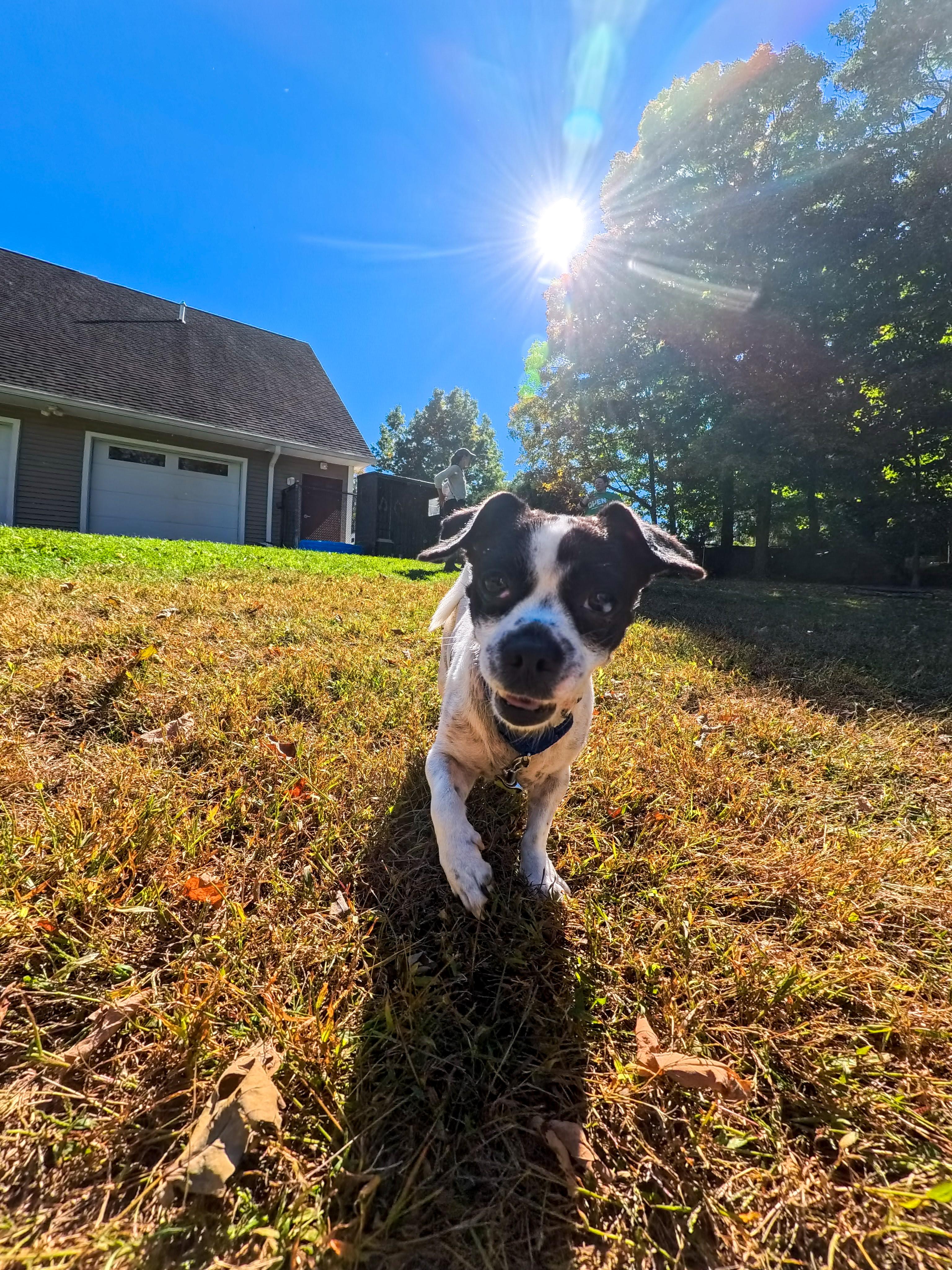 Enlarge Wilson, a Adoptable mixed breed in Terryville, CT image 4/6