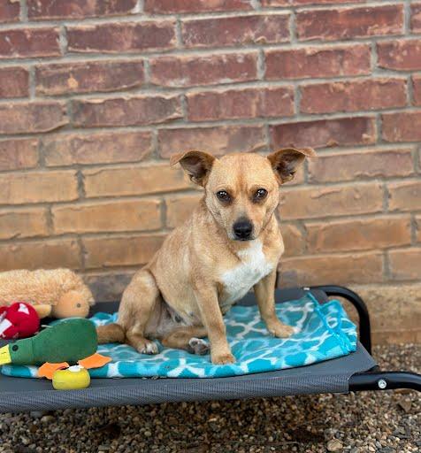 Enlarge Simmy, an adopted mixed breed in Marshall, TX image 1/1