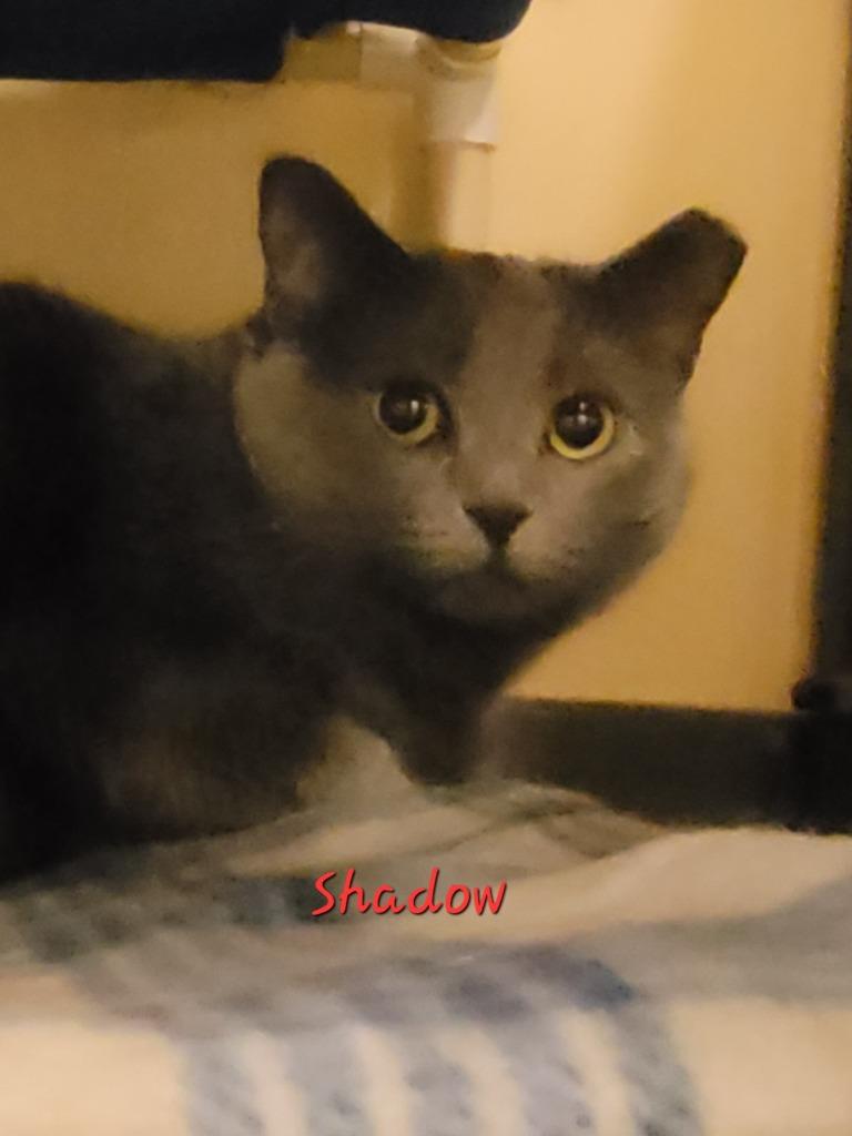 Shadow, a Adoptable mixed breed in Cedar Rapids, IA image 1/5