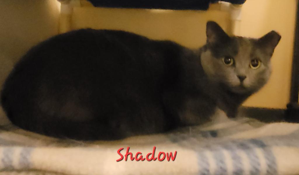 Shadow, a Adoptable mixed breed in Cedar Rapids, IA image 2/5