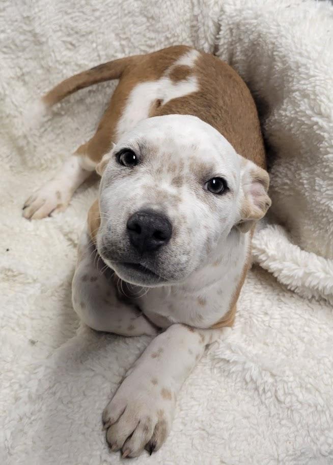 Enlarge Gino, a ADOPTABLE mixed breed in Lisbon, OH image 1/1