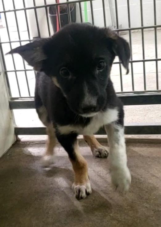 Enlarge Phoebe, an adopted Mixed Breed in Harrisonville, MO image 1/1