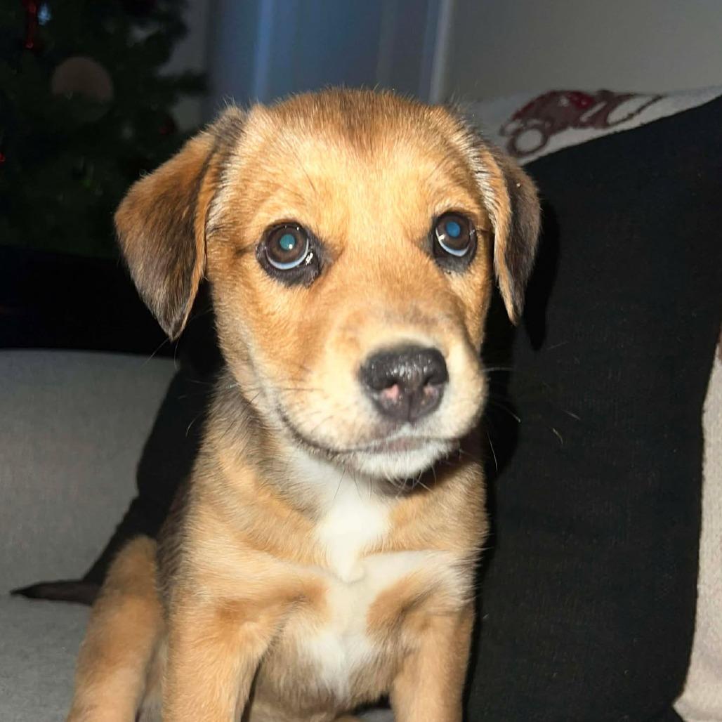 Honey, Adoptable, Puppy Female German Shepherd Dog & Retriever.