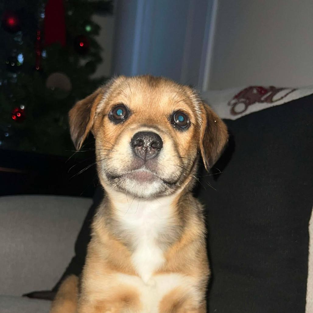 Enlarge Honey, a Adoptable mixed breed in Overland Park, KS image 2/4