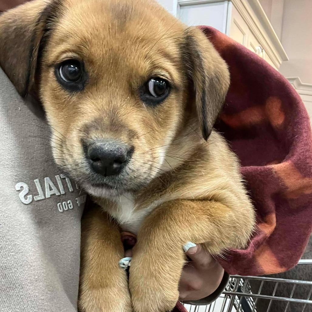 Enlarge Honey, a Adoptable mixed breed in Overland Park, KS image 4/4