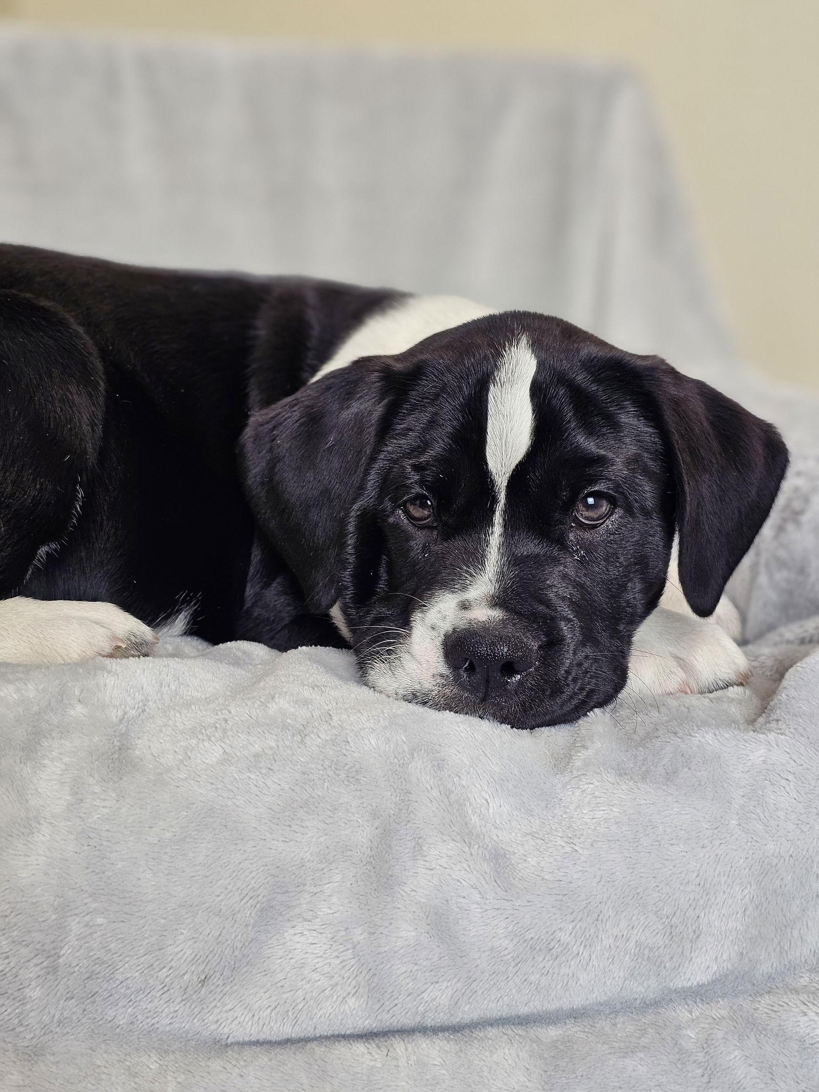 Enlarge Maria, a Adoptable mixed breed in McKinney, TX image 1/3