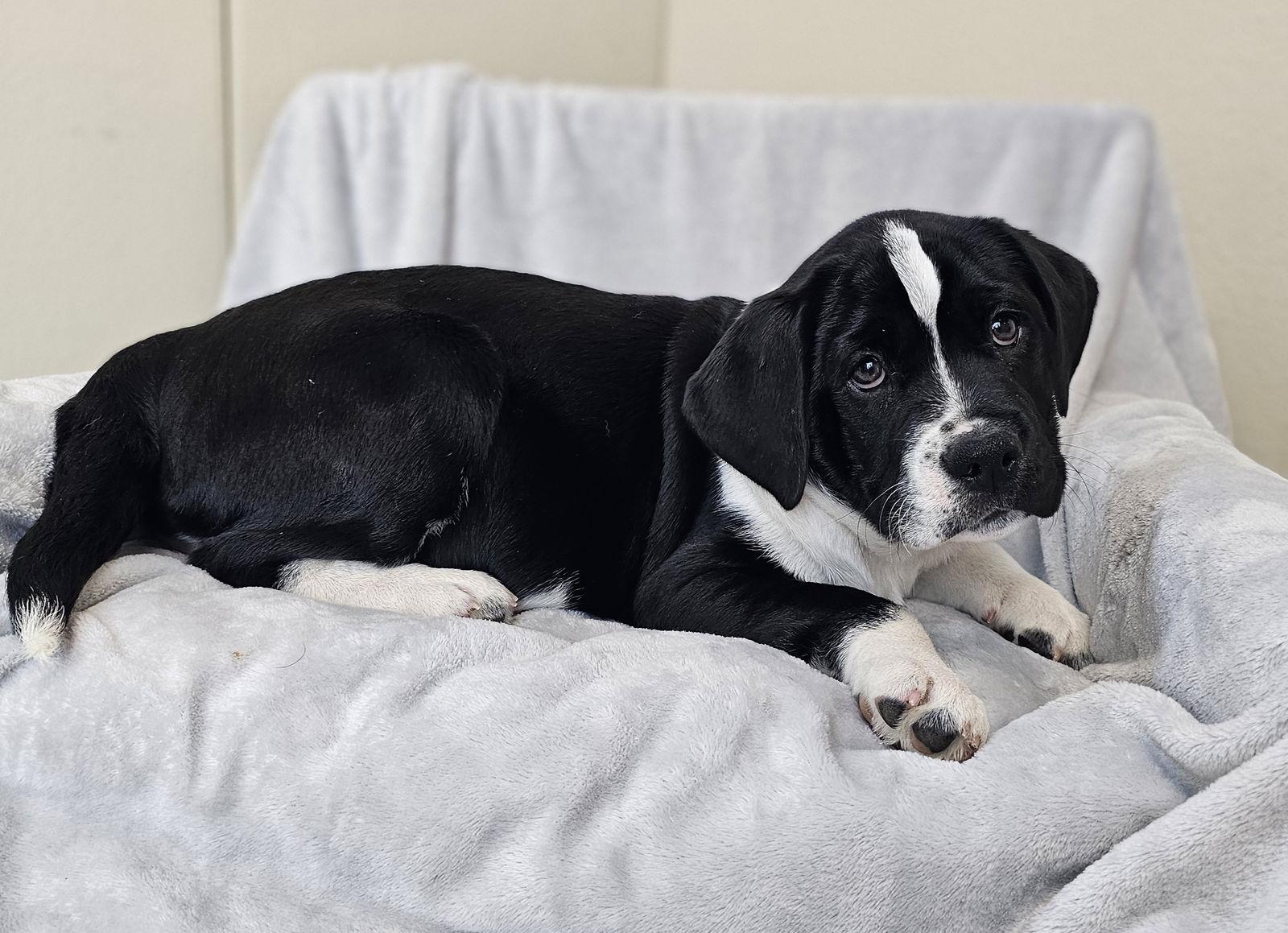 Enlarge Maria, a Adoptable mixed breed in McKinney, TX image 2/3