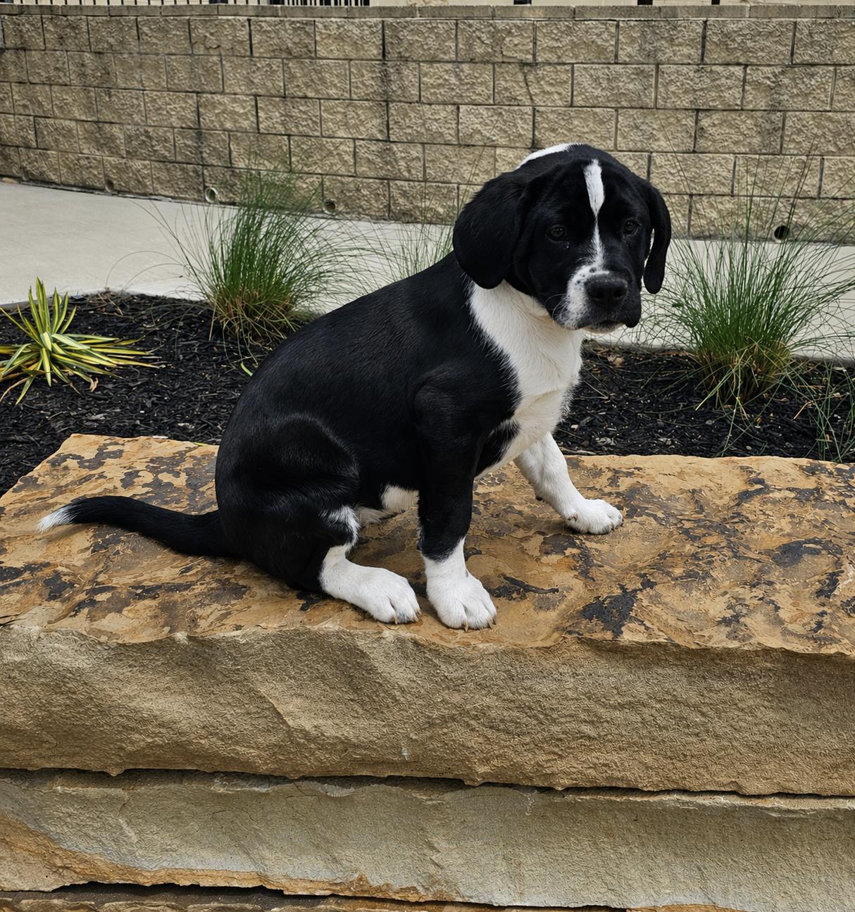 Enlarge Maria, a Adoptable mixed breed in McKinney, TX image 2/3