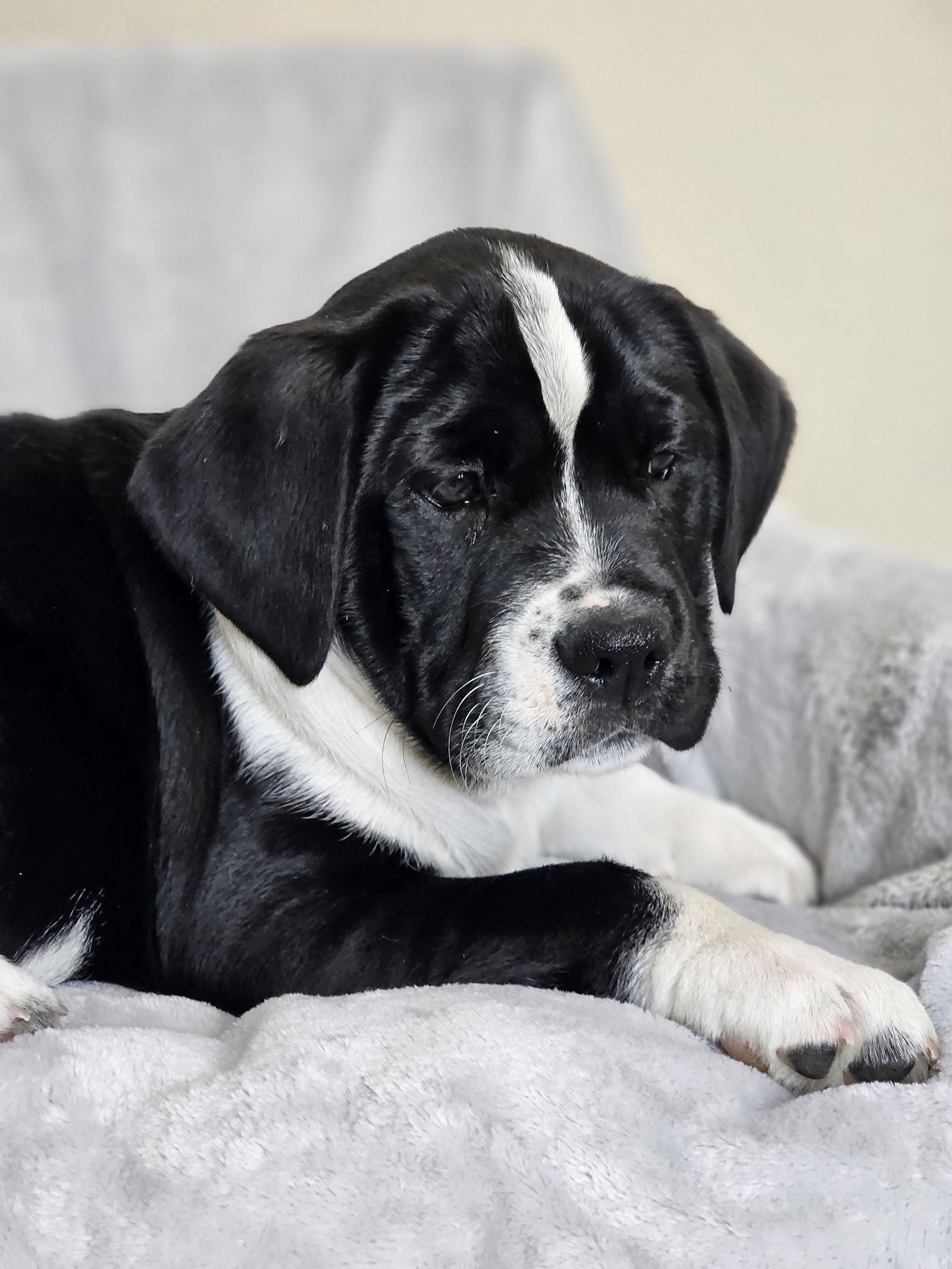 Enlarge Maria, a Adoptable mixed breed in McKinney, TX image 3/3