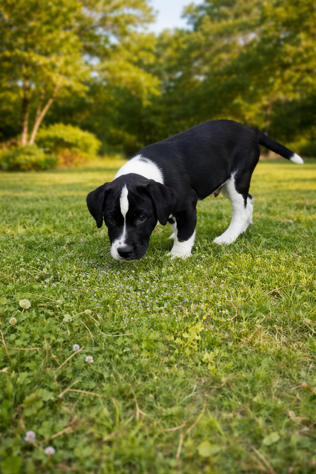 Enlarge Maria, a Adoptable mixed breed in McKinney, TX image 3/3