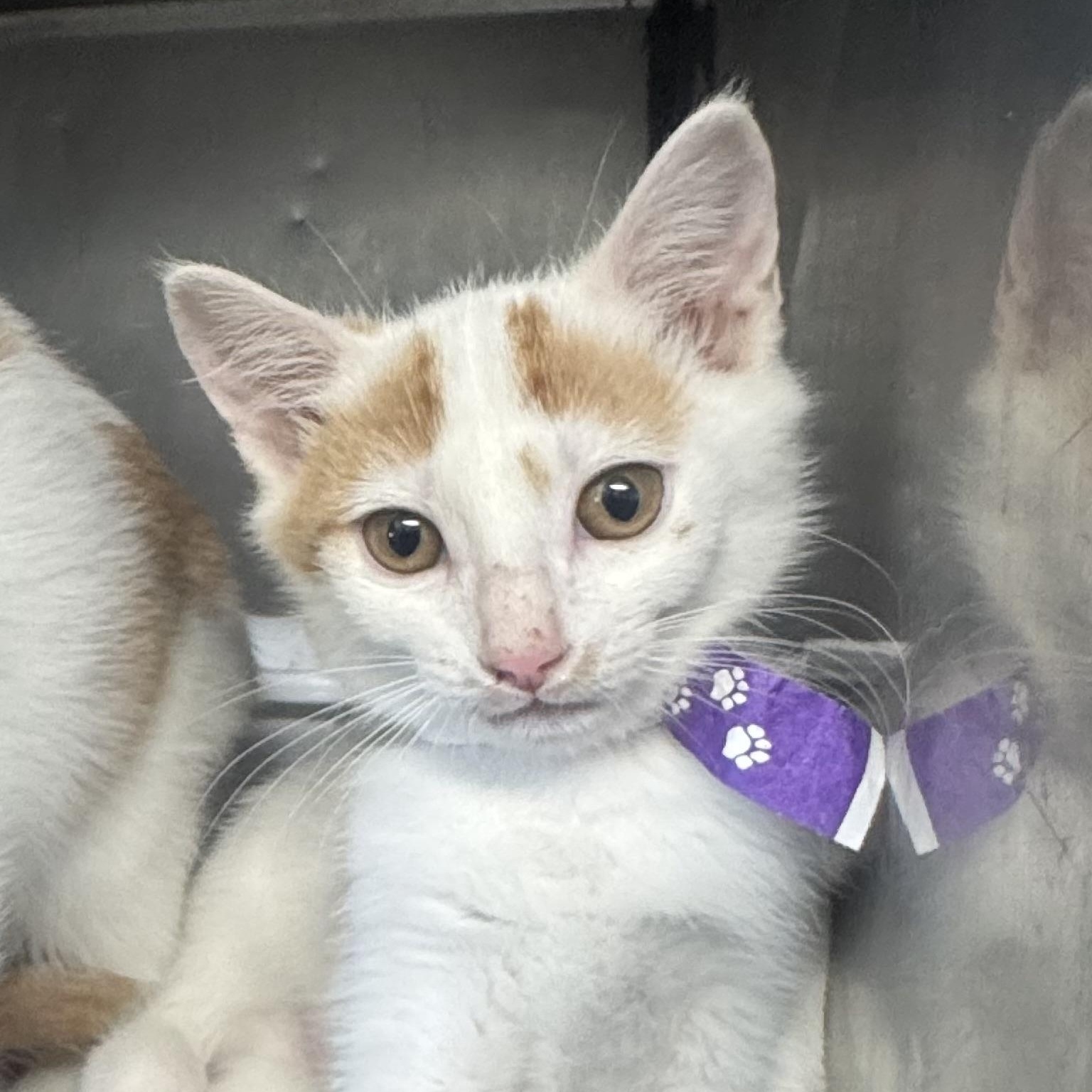 Enlarge Jack O'Lantern, a Adoptable mixed breed image 1/1