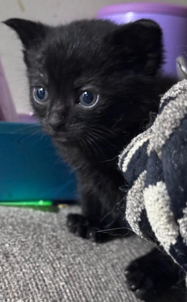 Gobta, a Adoptable mixed breed in Johnson City, TN image 4/4