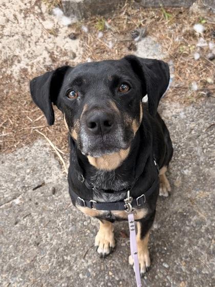 Meat Loaf, ADOPTABLE, Senior Male Mixed Breed.