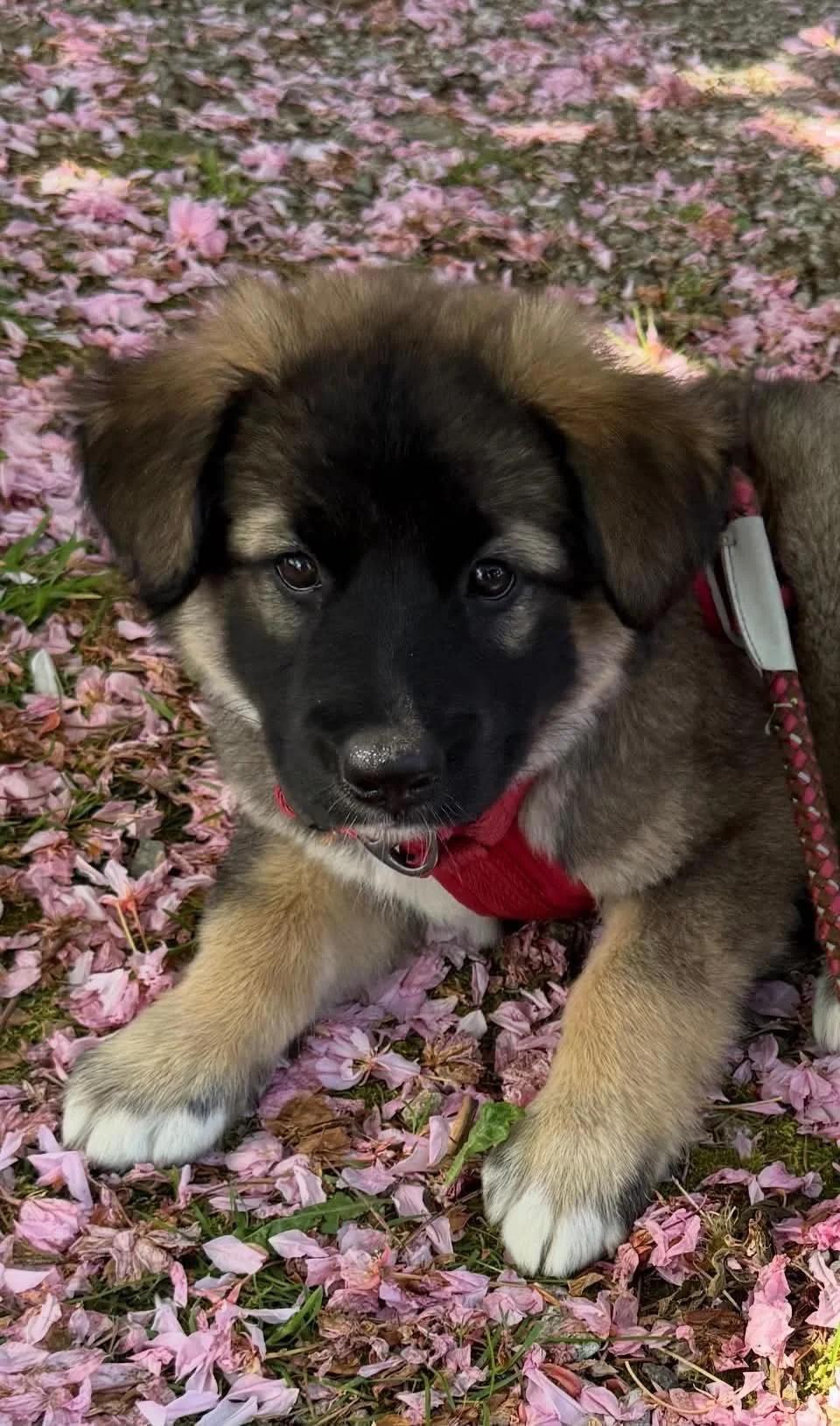 Enlarge Trixie, a ADOPTABLE mixed breed in Abbotsford, BC image 1/5