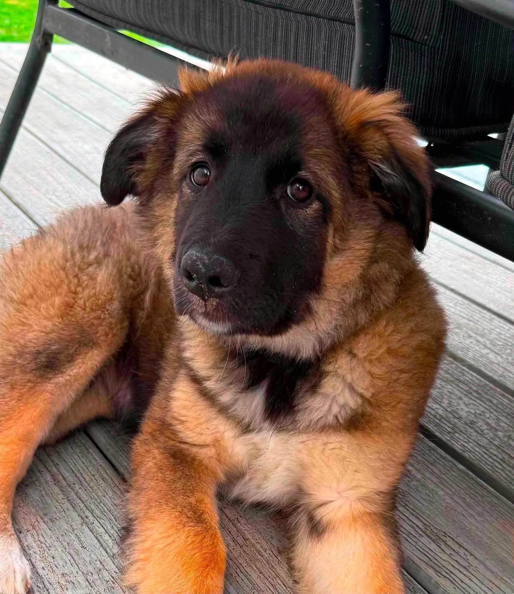 Enlarge Trixie, a ADOPTABLE mixed breed in Abbotsford, BC image 2/5