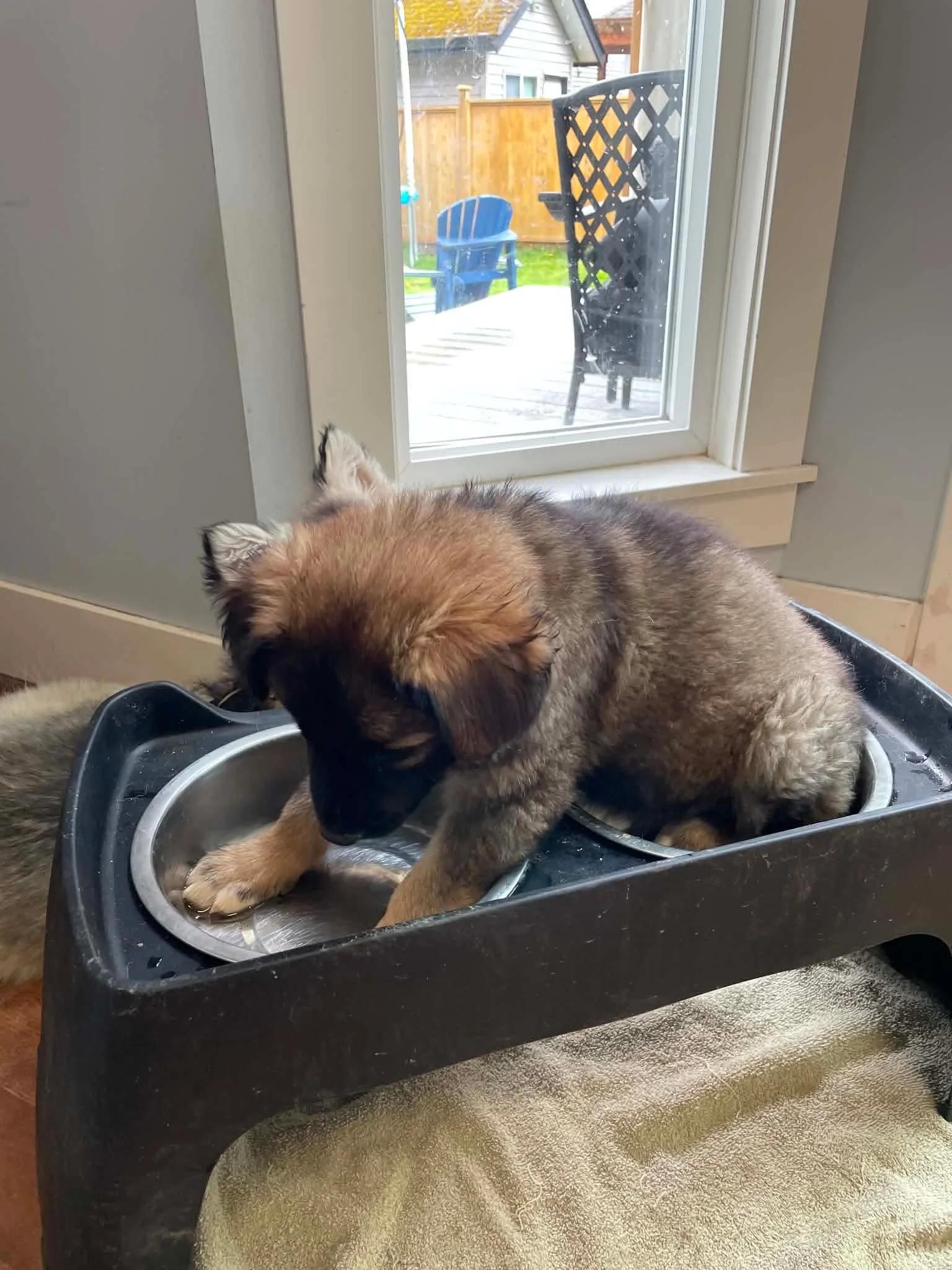 Enlarge Trixie, a ADOPTABLE mixed breed in Abbotsford, BC image 5/5