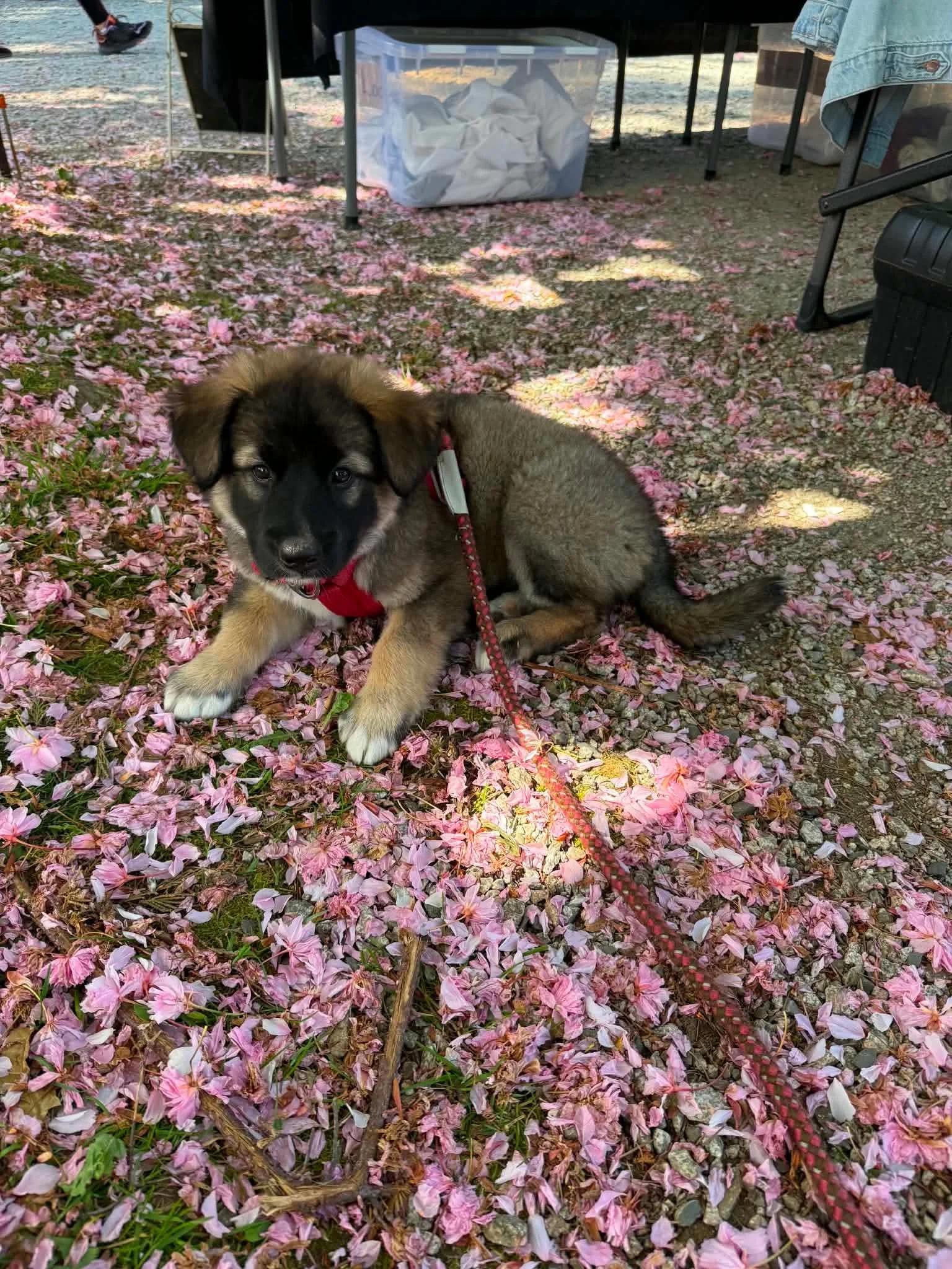 Enlarge Trixie, a ADOPTABLE mixed breed in Abbotsford, BC image 4/5