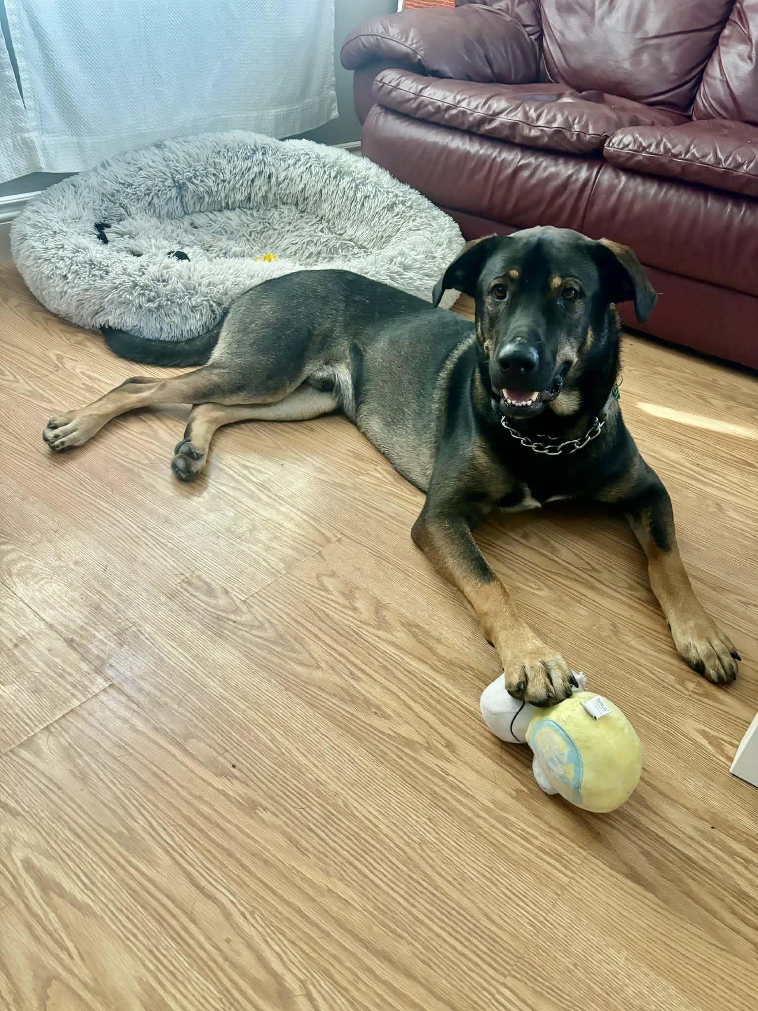 Beary, a ADOPTABLE Mixed Breed in Saskatoon, SK image 5/6
