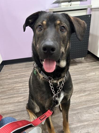 Beary, a ADOPTABLE Mixed Breed in Saskatoon, SK image 2/6