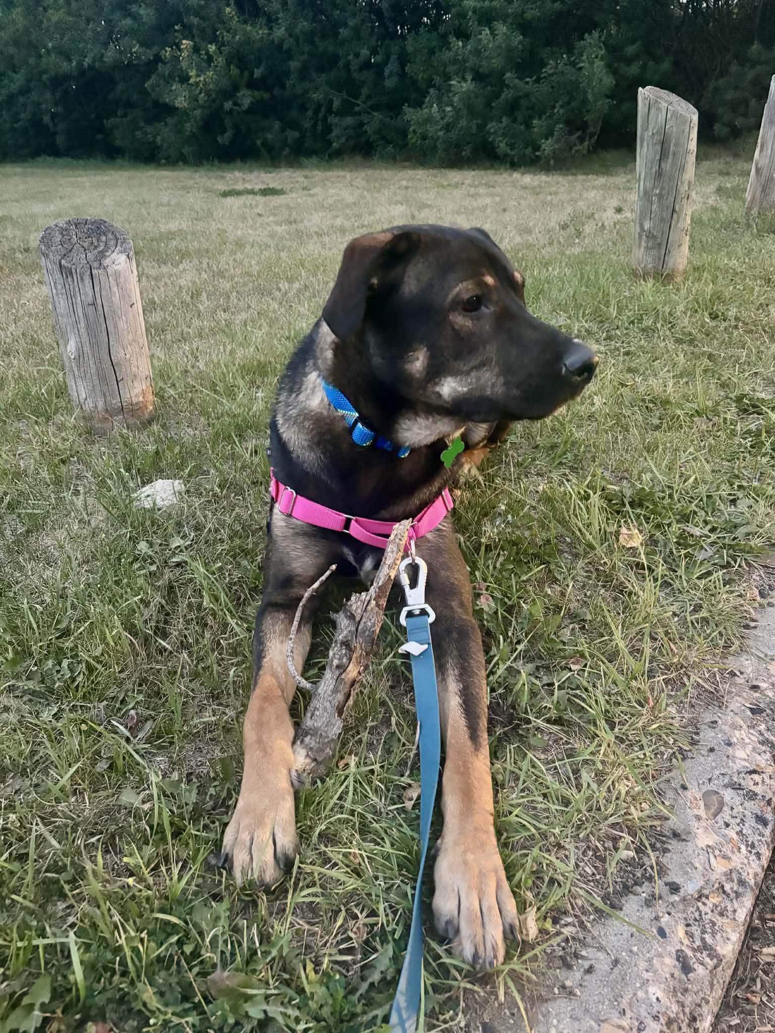 Beary, a ADOPTABLE Mixed Breed in Saskatoon, SK image 6/6