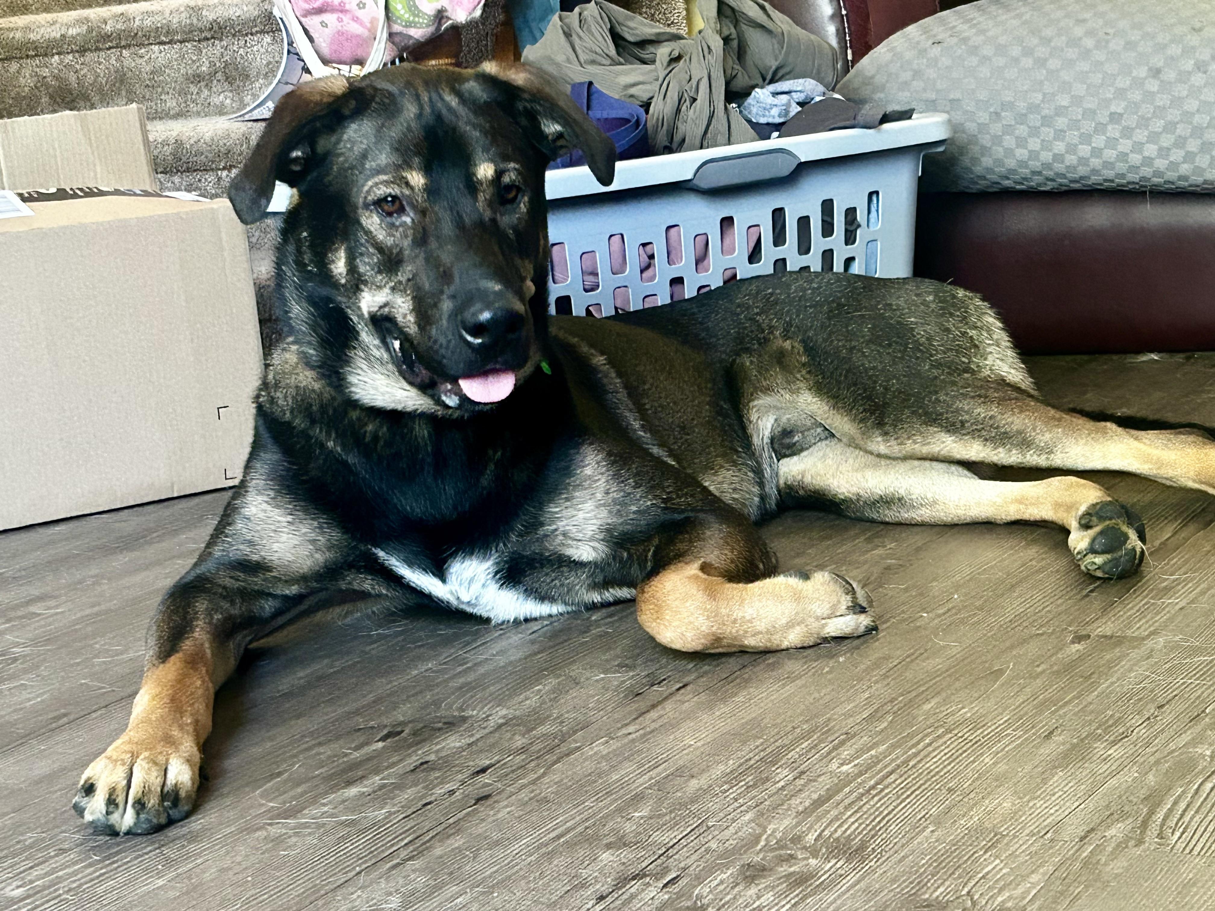 Enlarge Beary - pending, a Adoptable Mixed Breed in Saskatoon, SK image 6/6