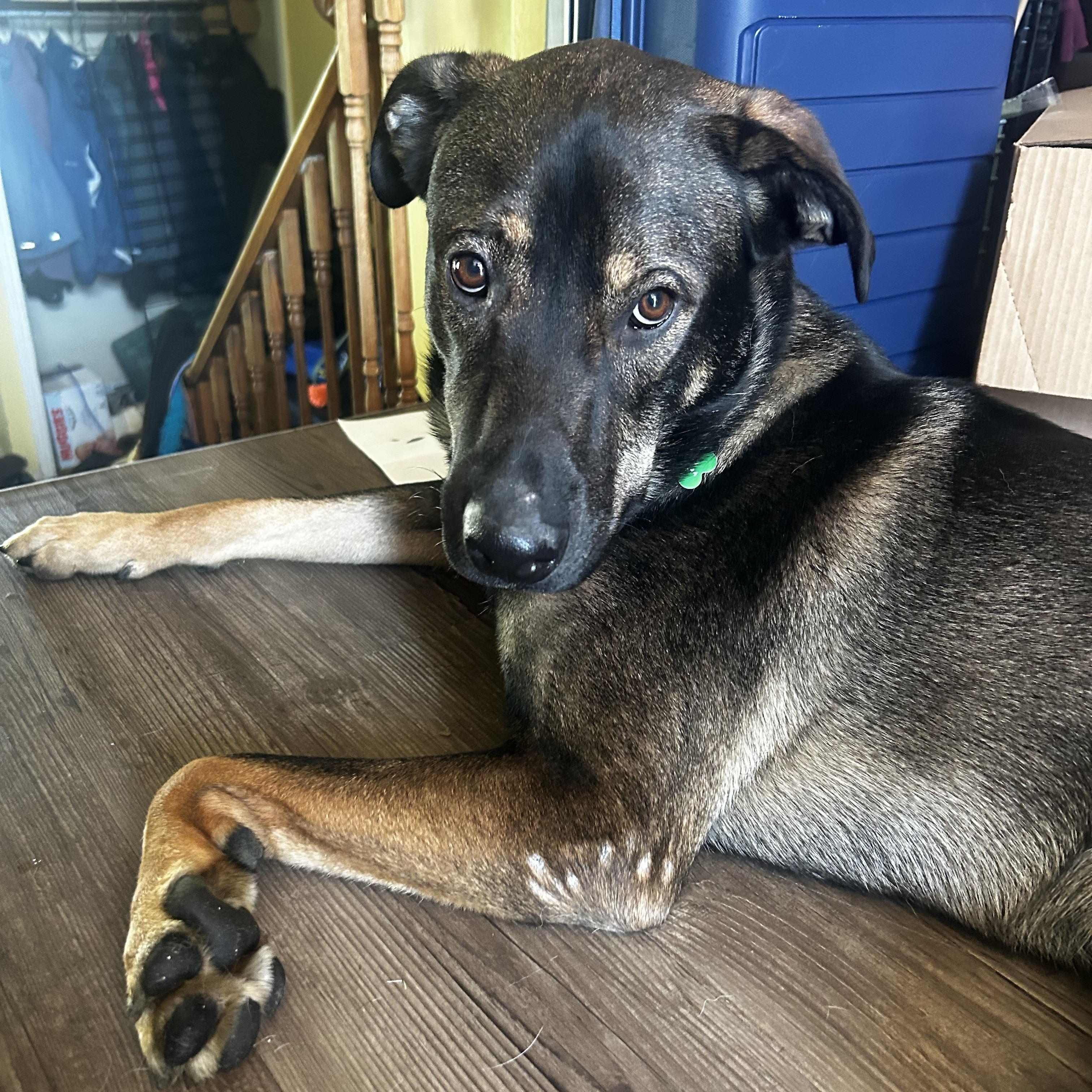 Beary - pending, Adoptable, Young Male Mixed Breed.