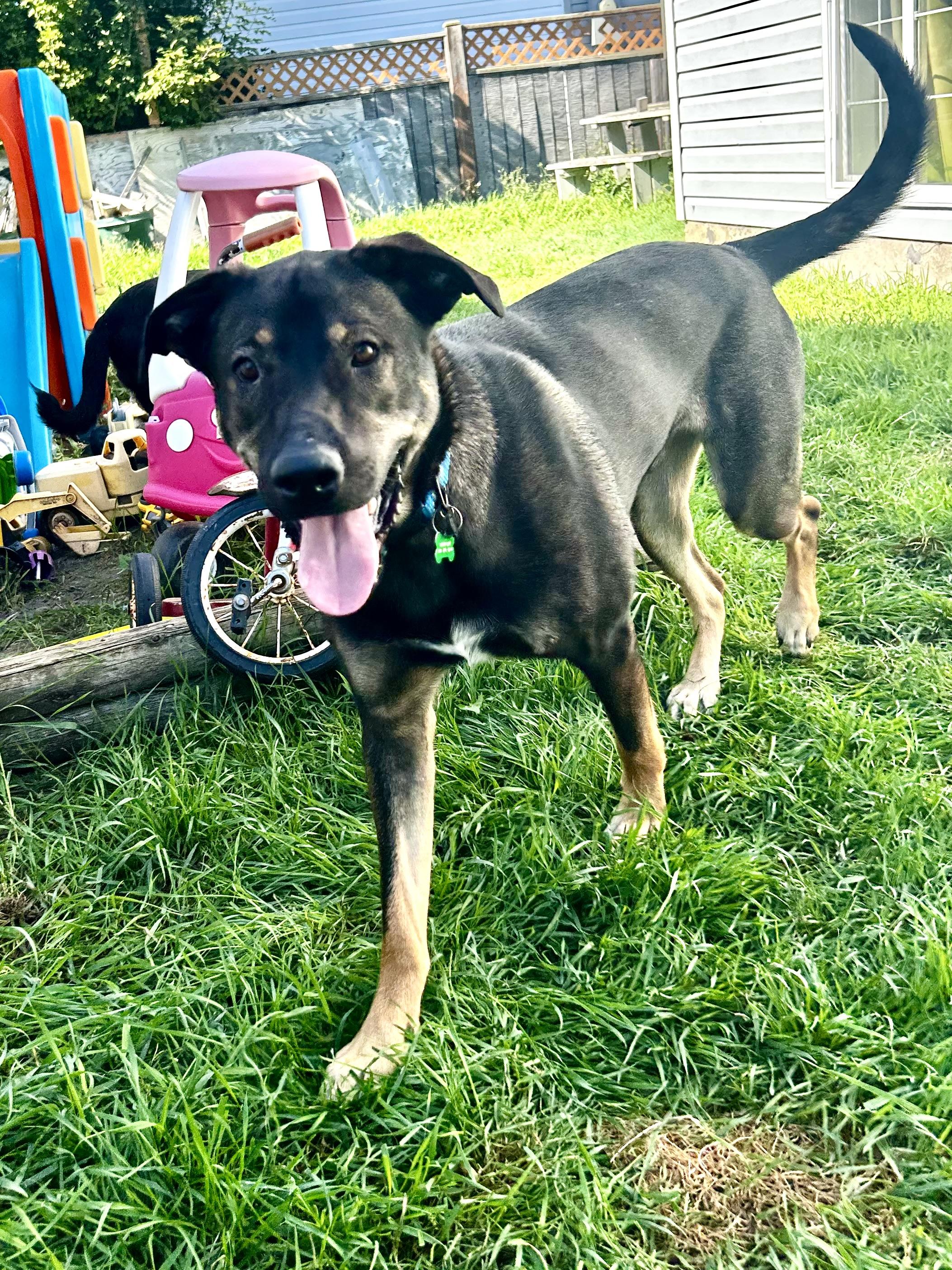 Enlarge Beary - pending, a Adoptable Mixed Breed in Saskatoon, SK image 3/6