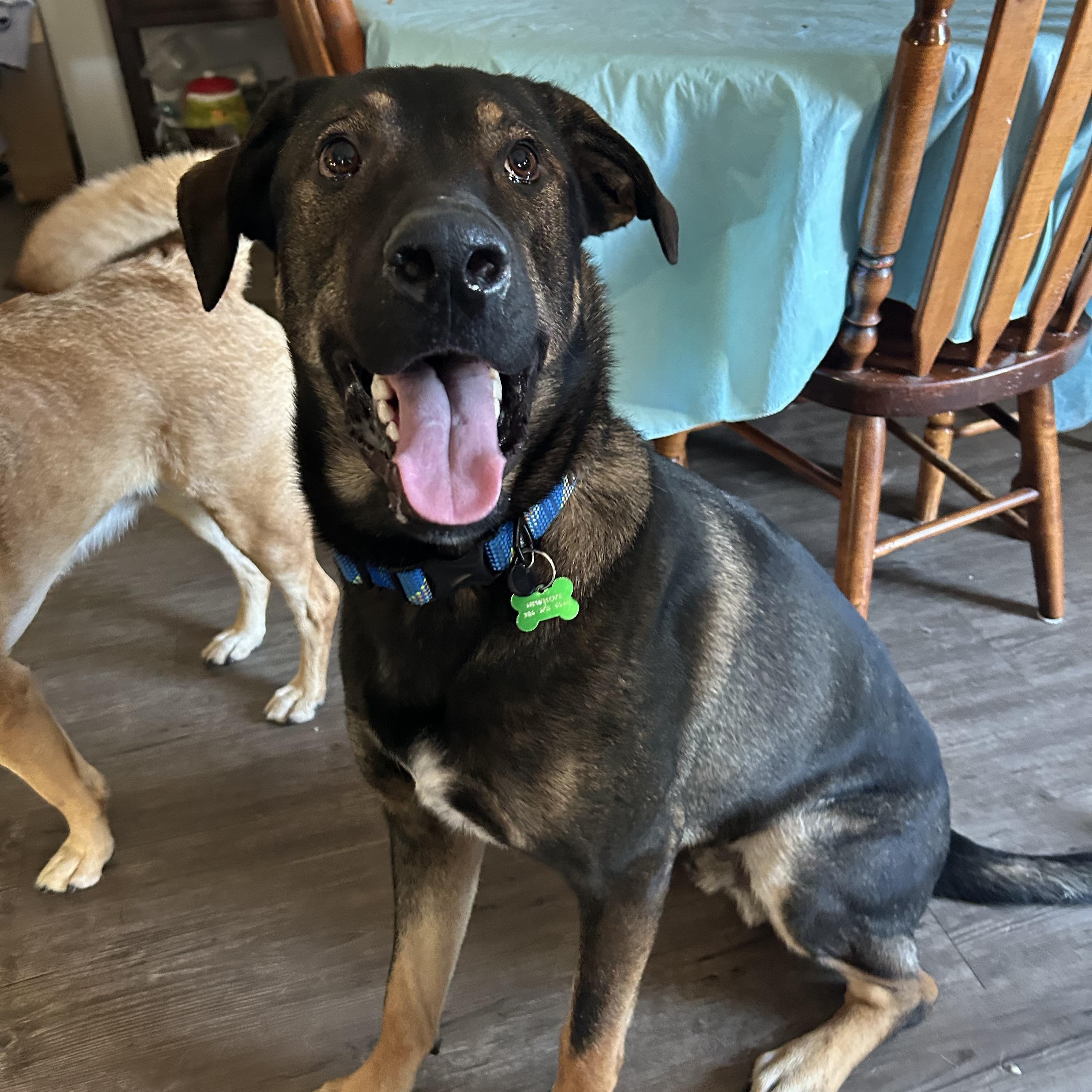 Beary, ADOPTABLE, Young Male Mixed Breed.