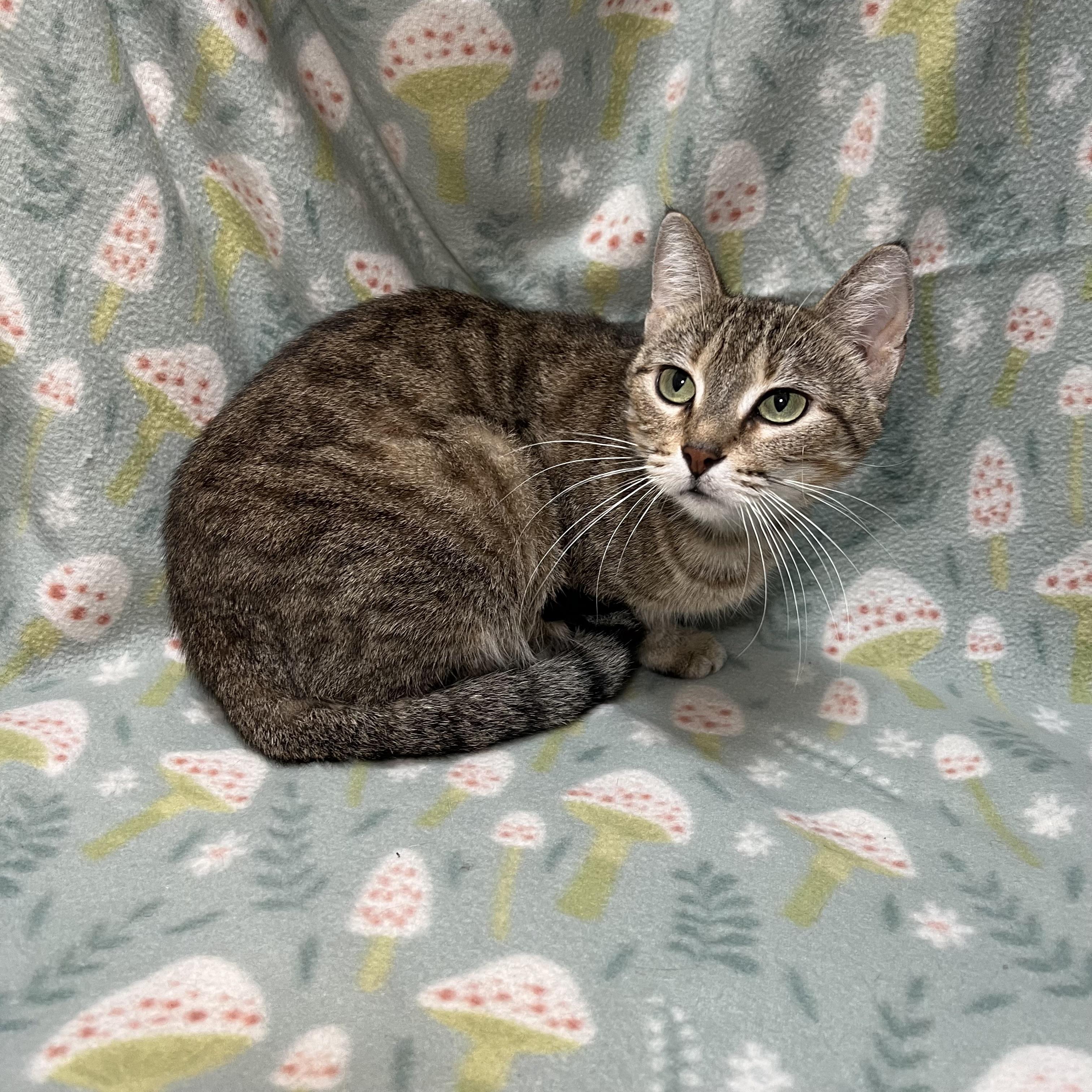 Enlarge Nadia, a ADOPTABLE Domestic Short Hair in Fairmont, MN image 4/6