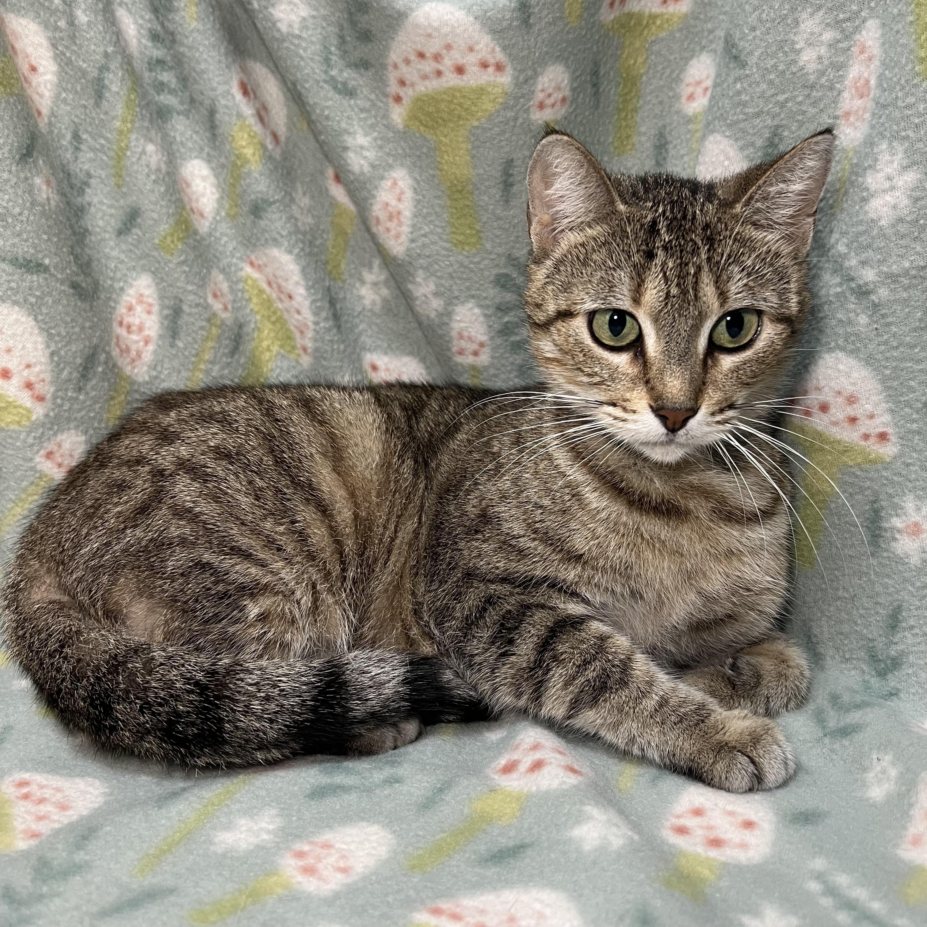 Enlarge Nadia, a ADOPTABLE Domestic Short Hair in Fairmont, MN image 2/6
