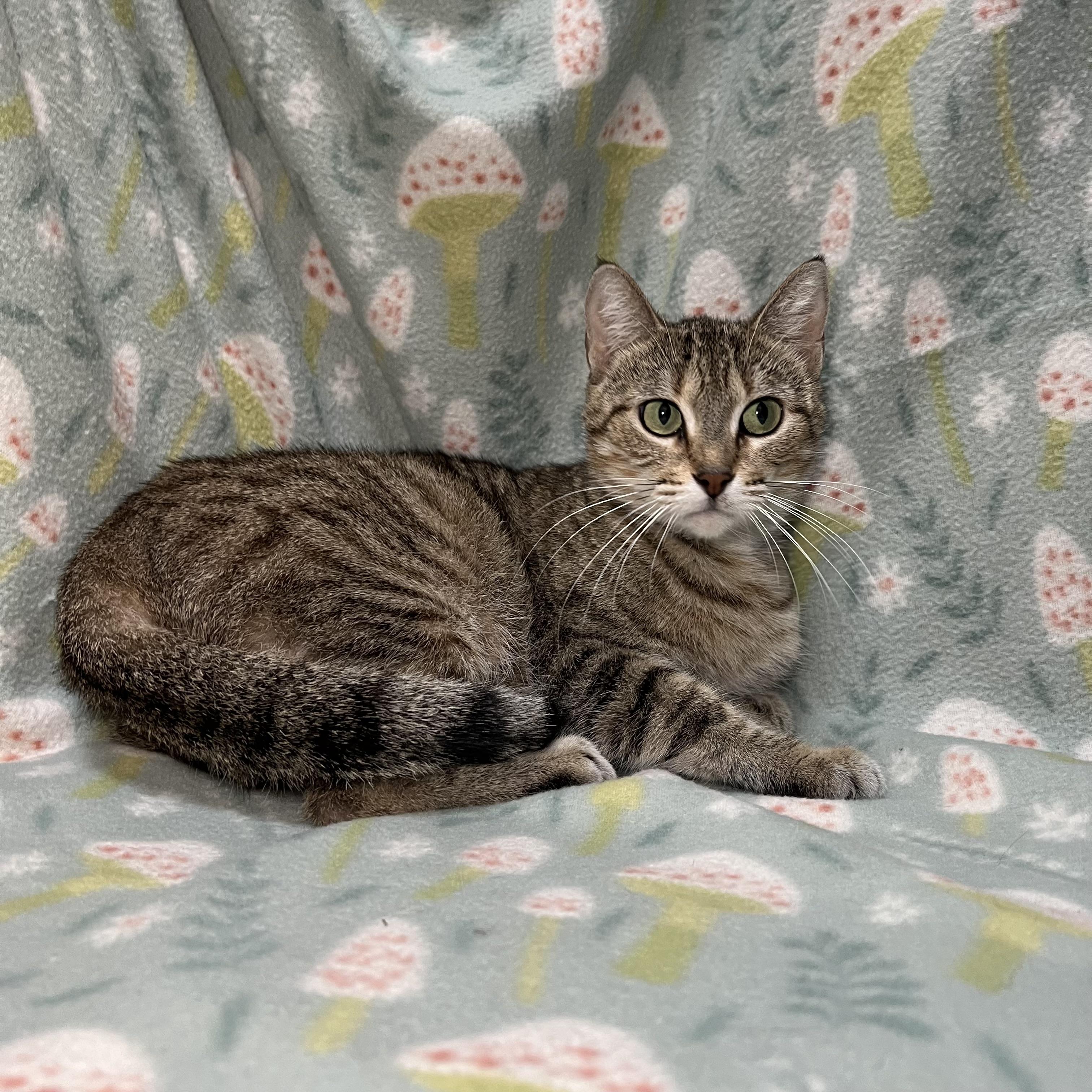 Enlarge Nadia, a ADOPTABLE Domestic Short Hair in Fairmont, MN image 6/6