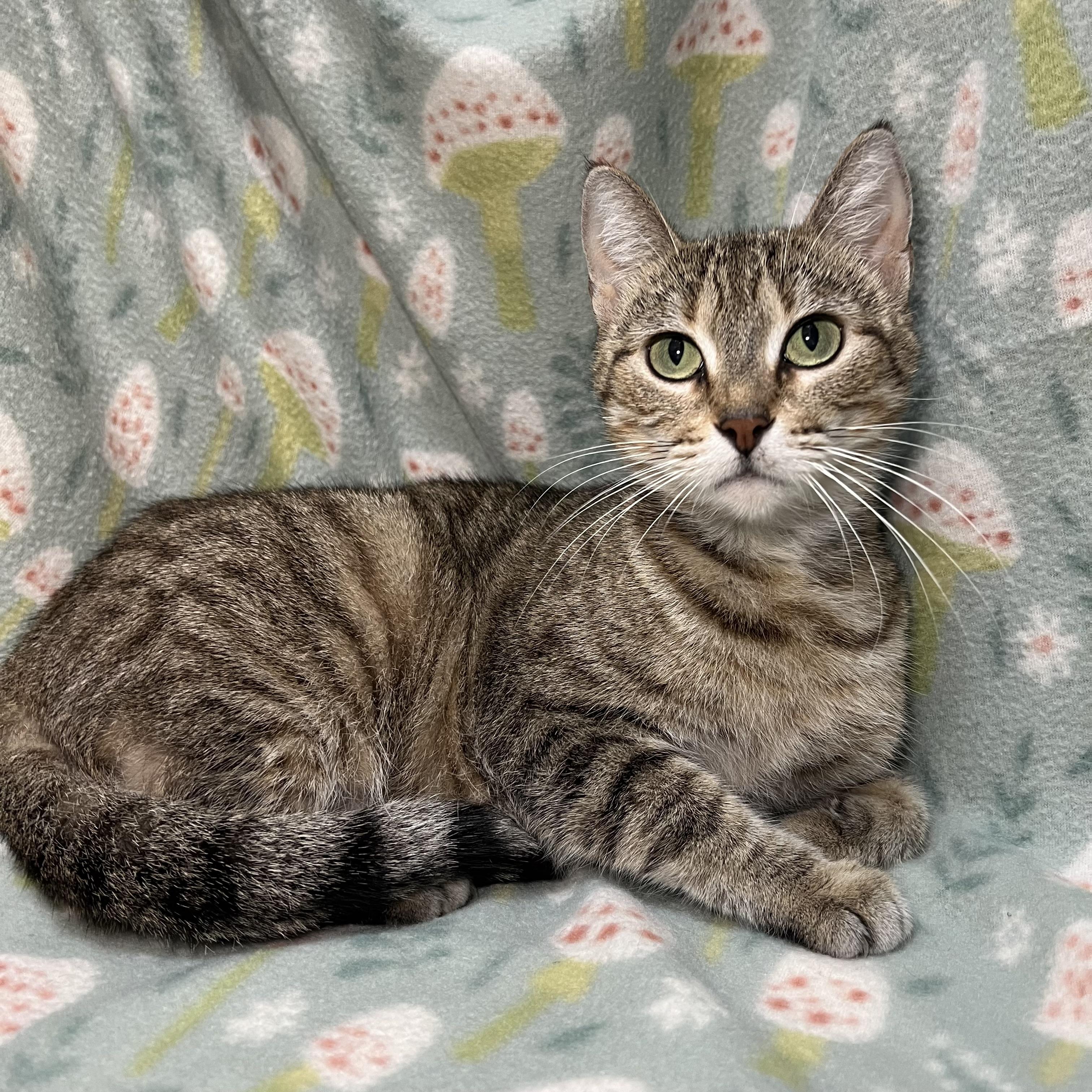 Enlarge Nadia, a ADOPTABLE Domestic Short Hair in Fairmont, MN image 5/6