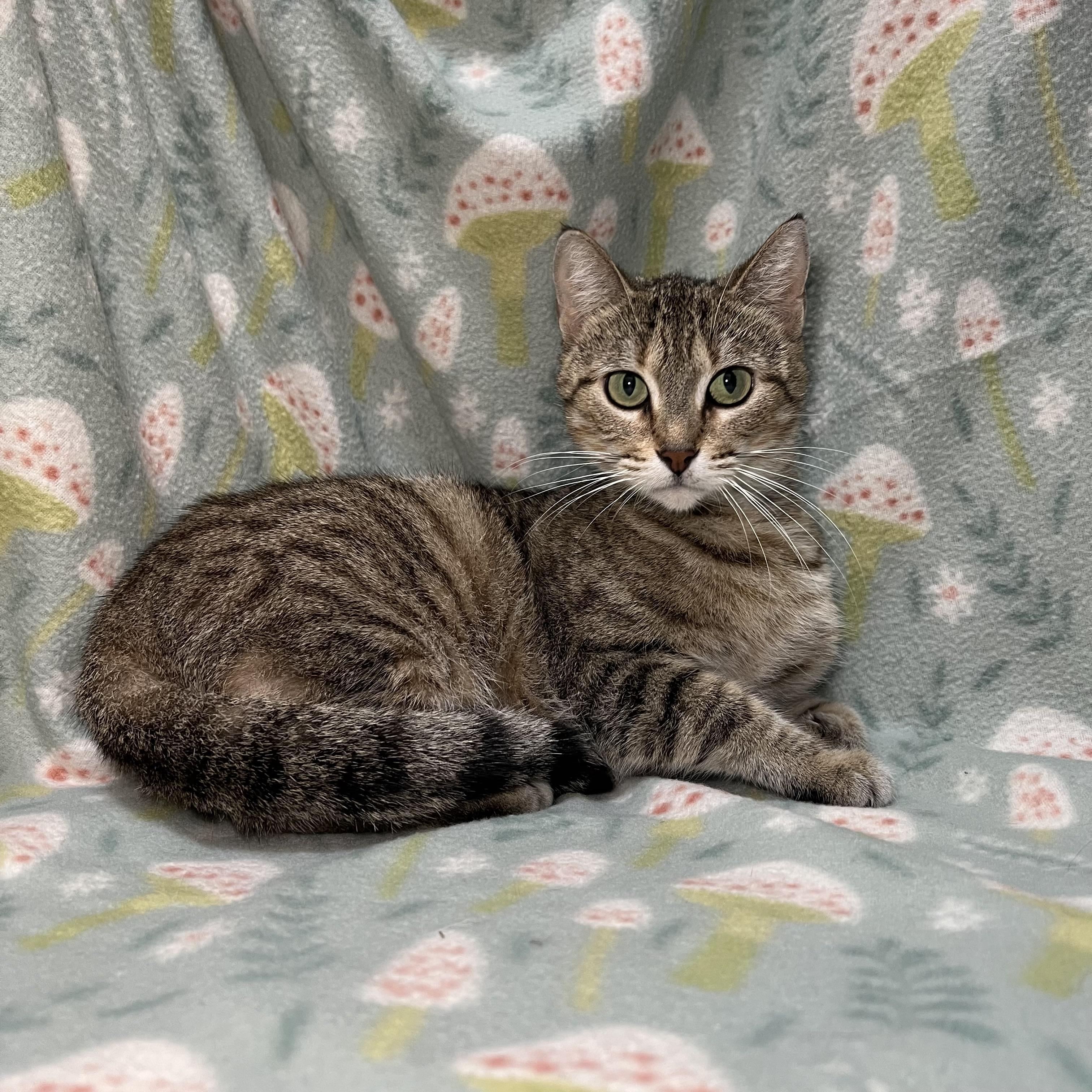 Nadia, ADOPTABLE, Young Female Domestic Short Hair.