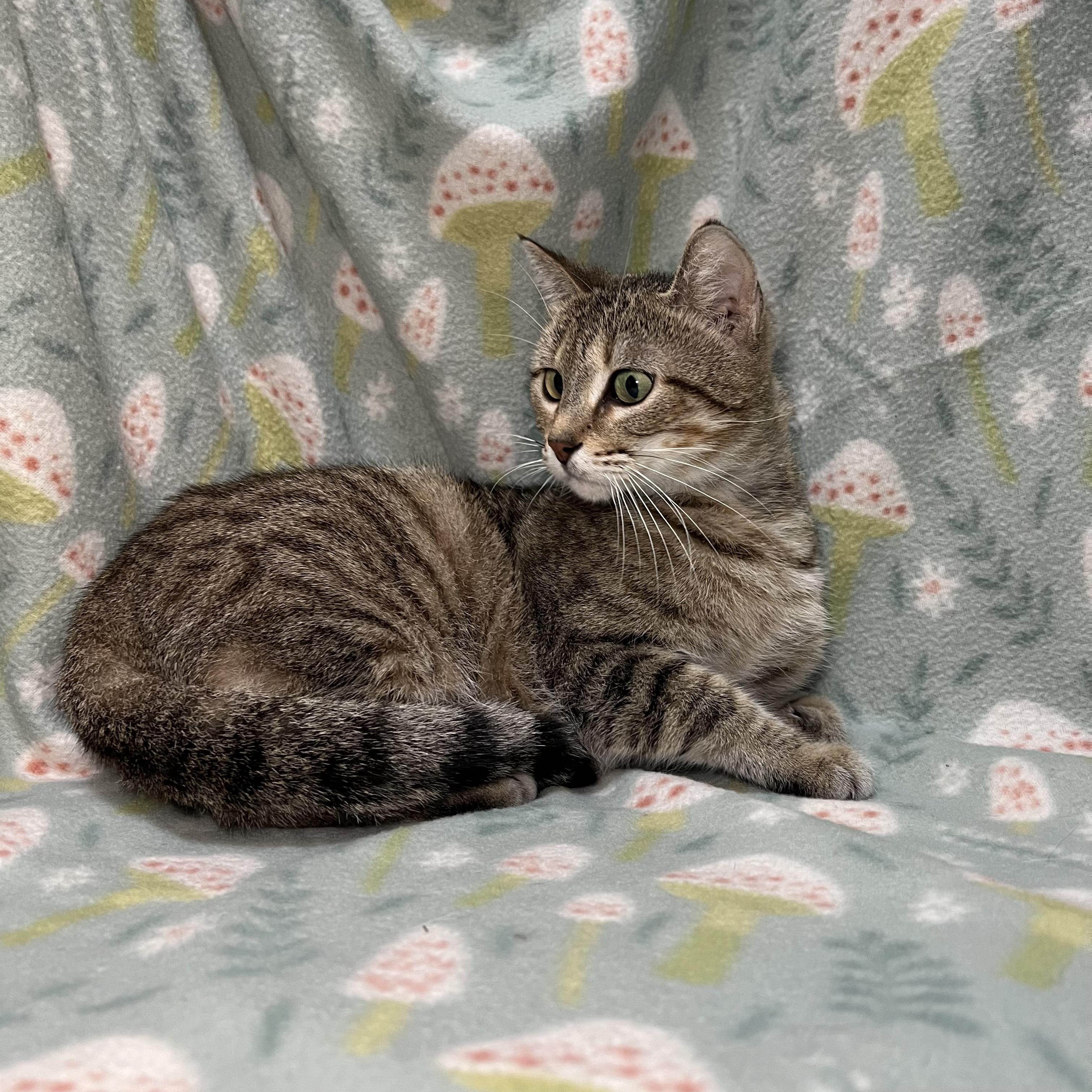 Enlarge Nadia, a ADOPTABLE Domestic Short Hair in Fairmont, MN image 3/6