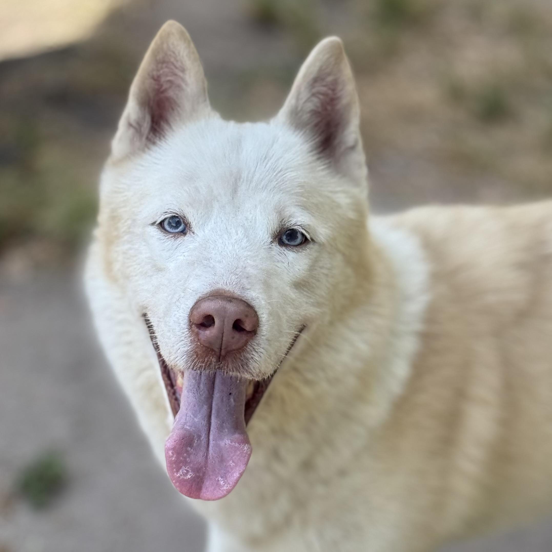 Stetson, Senior Male Husky