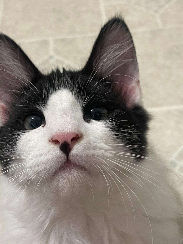 Enlarge Soloman, a Adoptable mixed breed in Palmer, AK image 2/5